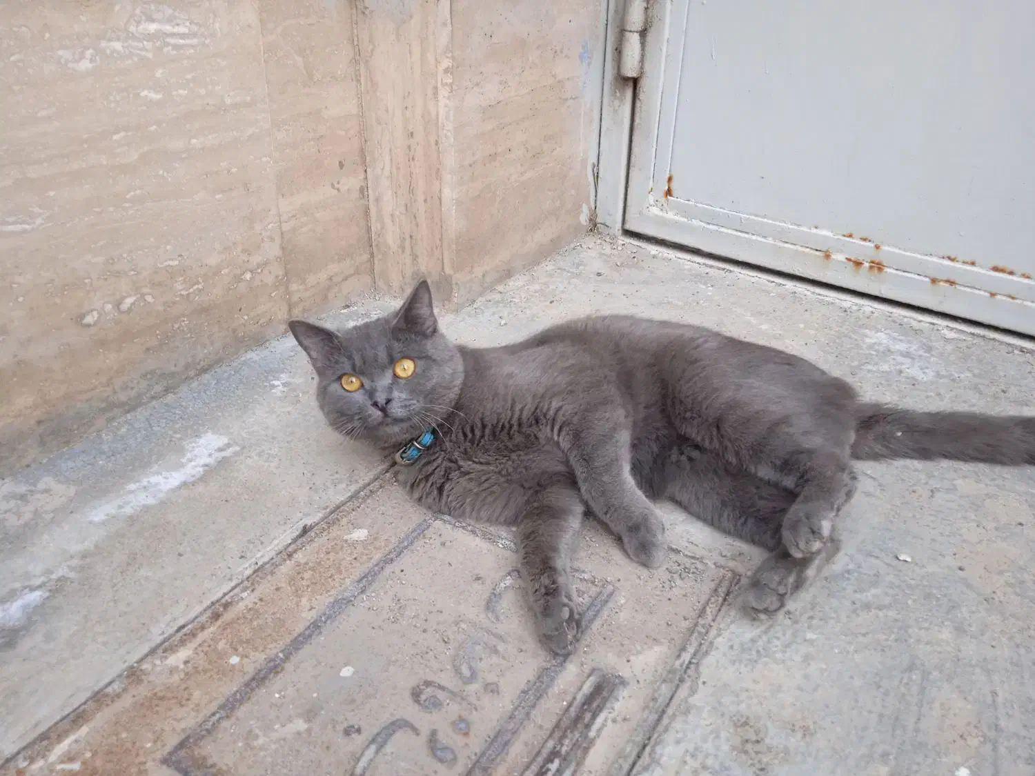 گربه گمشده|گربه|میانه, |دیوار