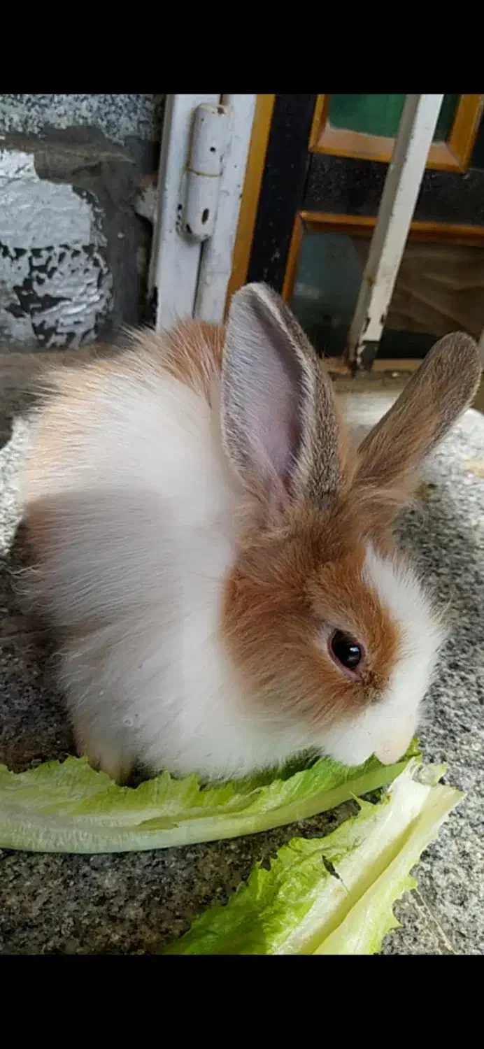 خرگوش|موش و خرگوش|کرمانشاه, |دیوار