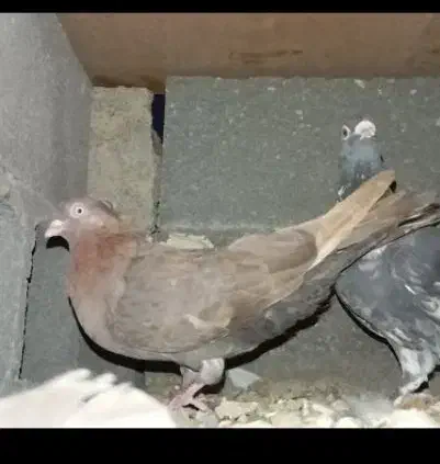 کفتر|حیوانات|یاسوج, |دیوار