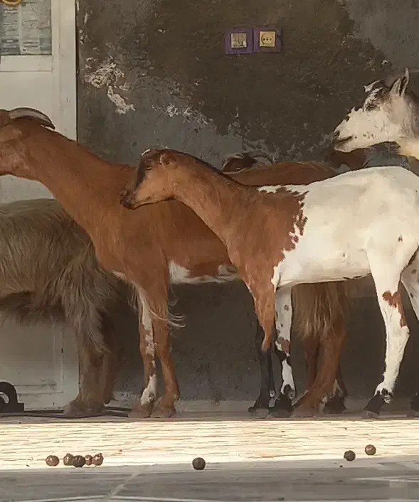 8تا بز تالی و محلی مخصوص داشت کشتن چاق چله|حیوانات مزرعه|بندرعباس, |دیوار