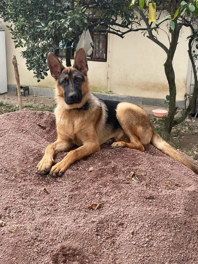 سگ ژرمن نر املش سرچور|حیوانات|املش, |دیوار