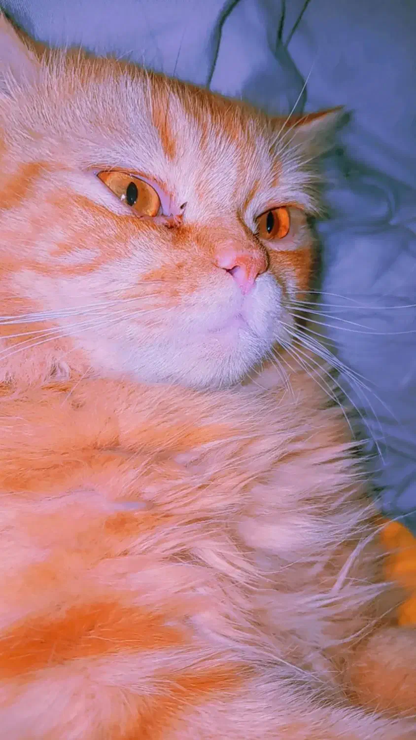 واگذاری گربه ملوس|گربه|دوگنبدان, |دیوار