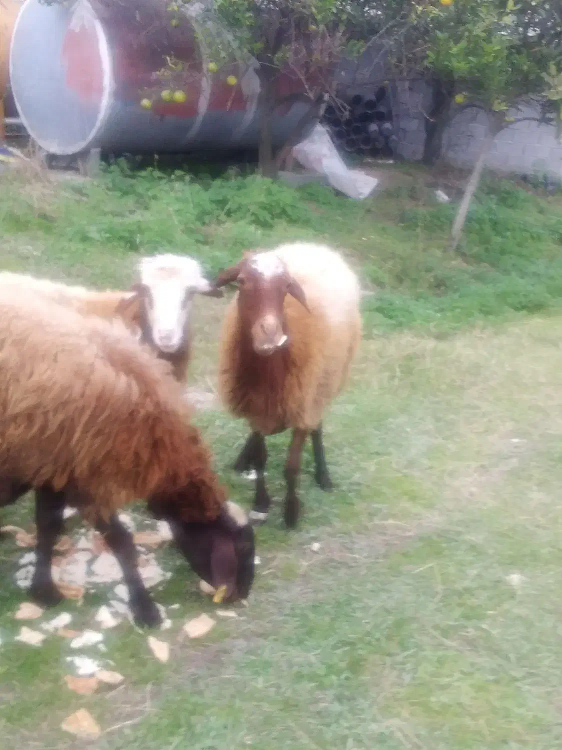 فرش یک گوسفند ماده و یک گوسفند نر|حیوانات مزرعه|چالوس, |دیوار