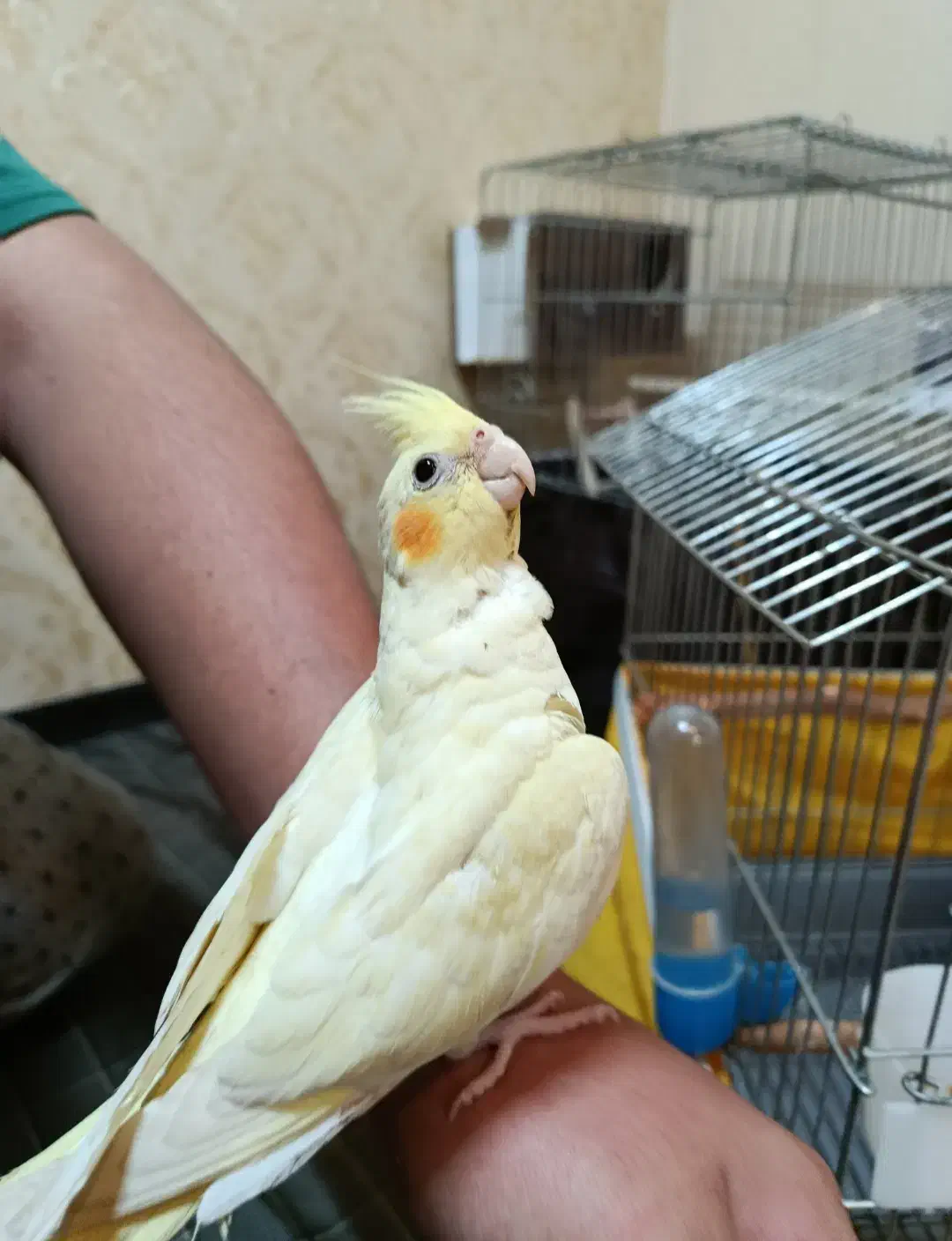 عروس هلندی کاملا دستی|پرنده|محمدشهر, جعفرآباد|دیوار