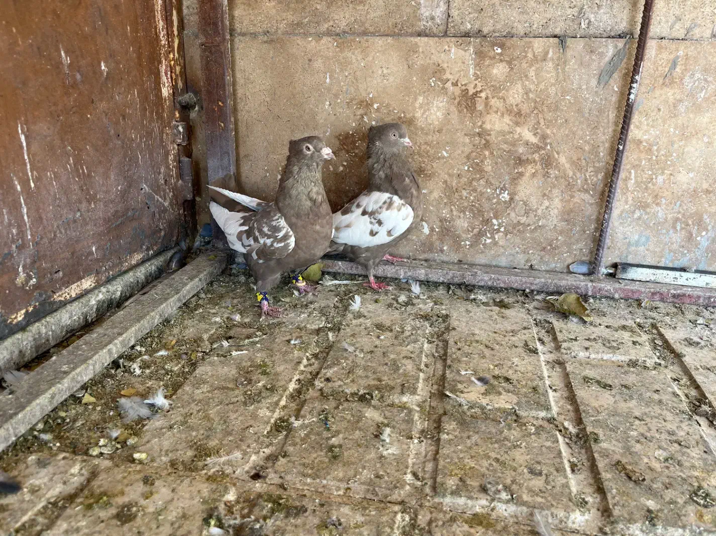 کبوتر|پرنده|شیراز, شهرک گلستان|دیوار