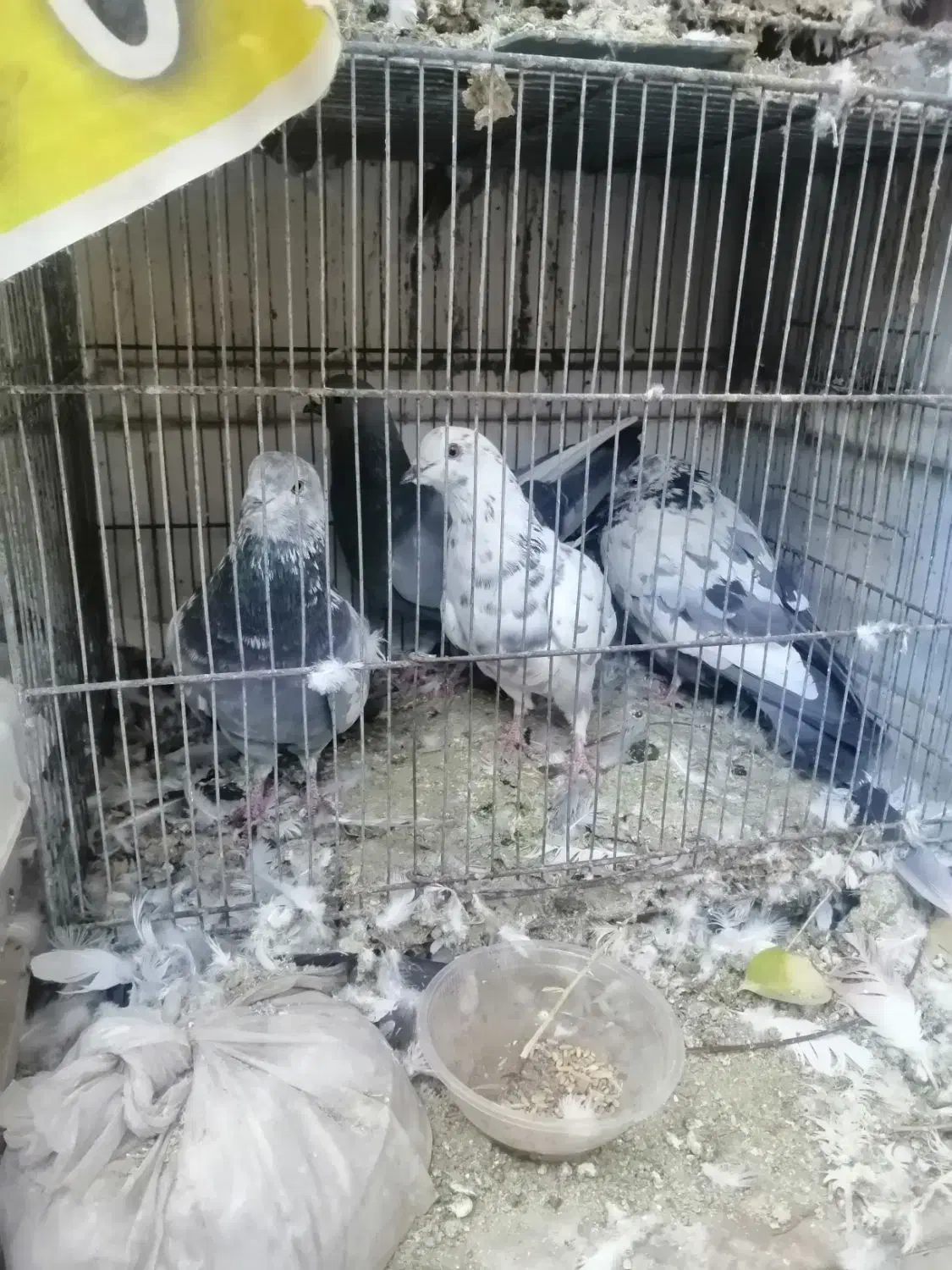 کفتر یاکبوتر|پرنده|قم, لبچال|دیوار