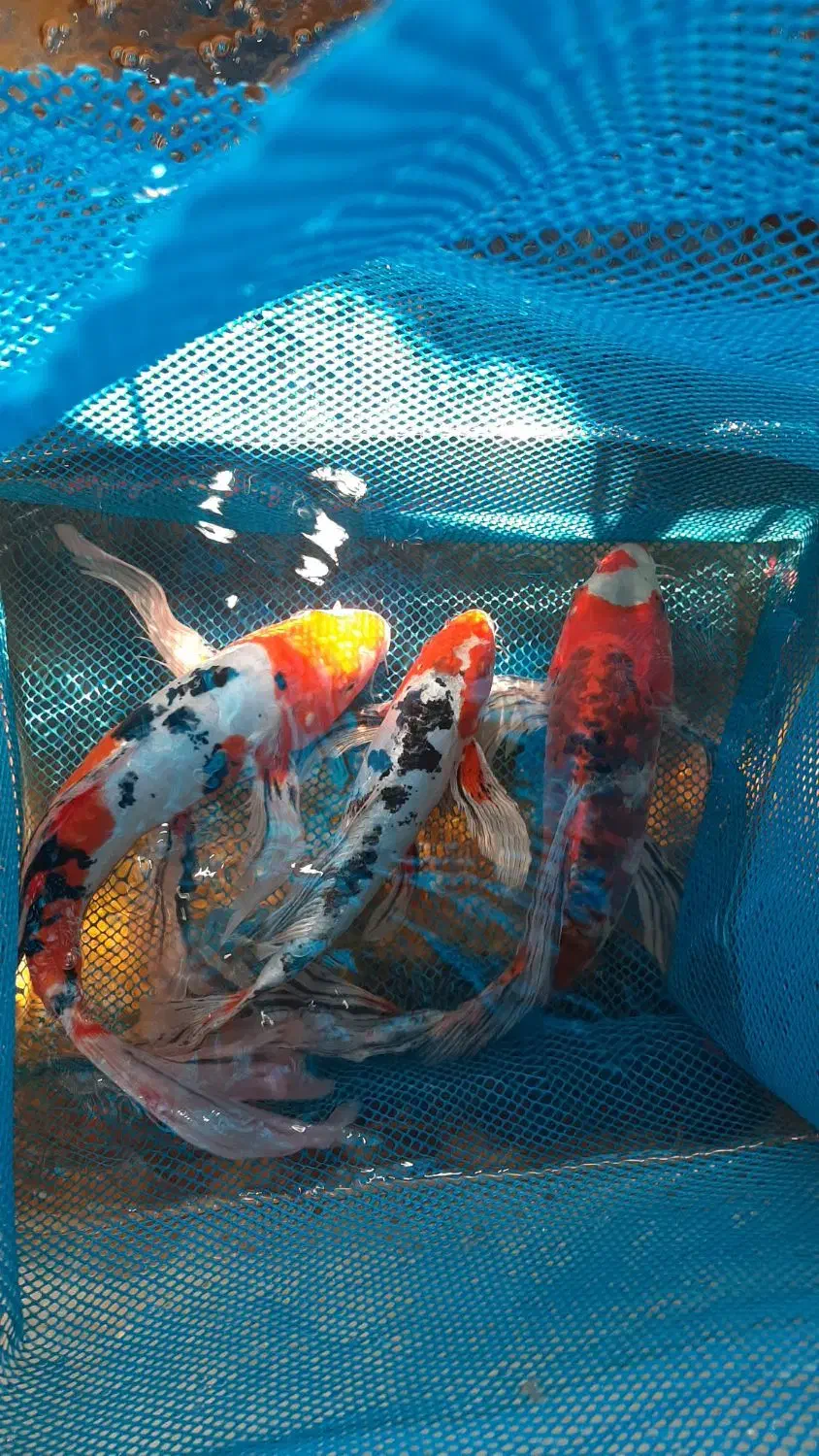 ماهی کوی نژاد دار|ماهی|قم, حاج خلیل|دیوار