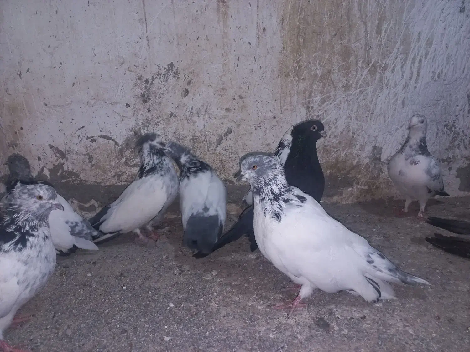 چند عدد کردم سبز بلند کشیده|پرنده|قائمشهر, |دیوار