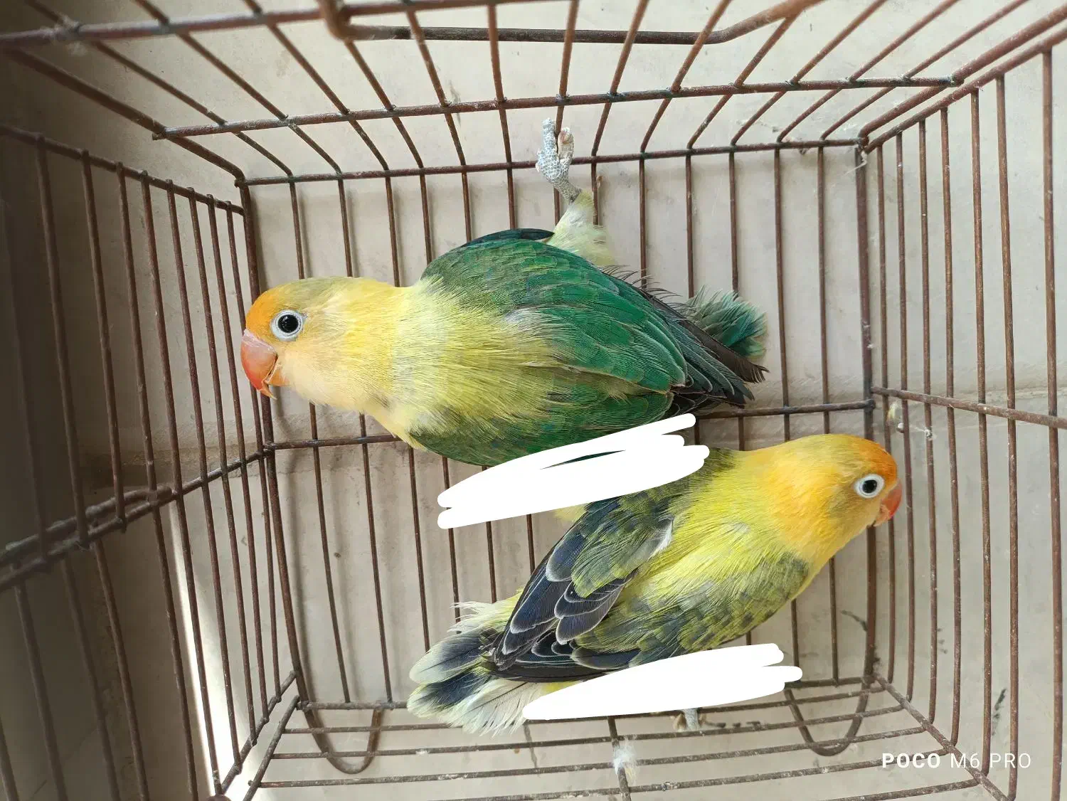 کوتوله پاربلو اوپلاین یووینگ عروس سالن قفس قناری|پرنده|تهران, آرژانتین|دیوار