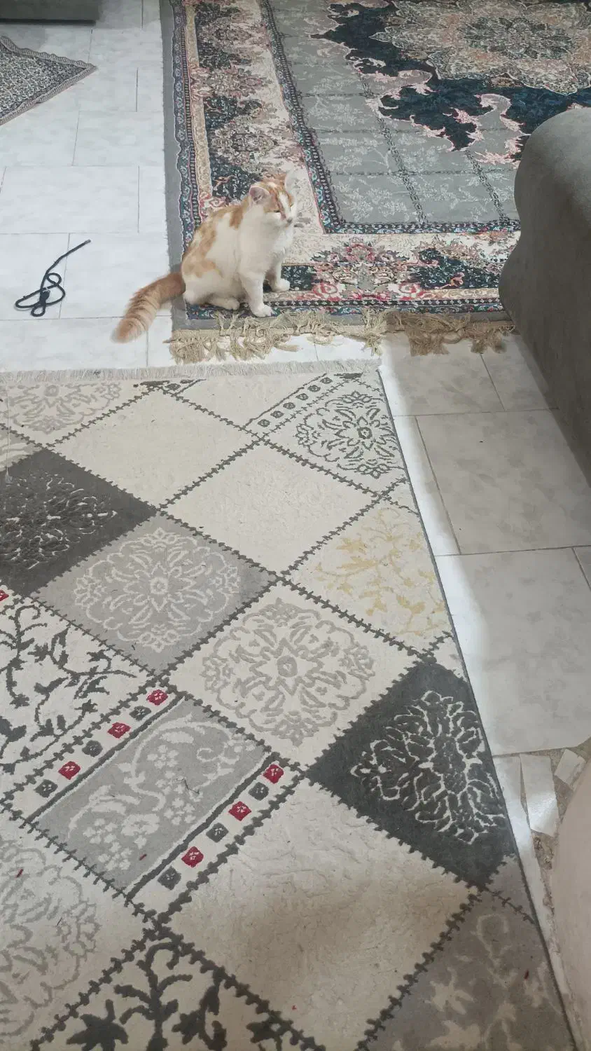 واگذاری گربه شکمو|گربه|قائمشهر, |دیوار