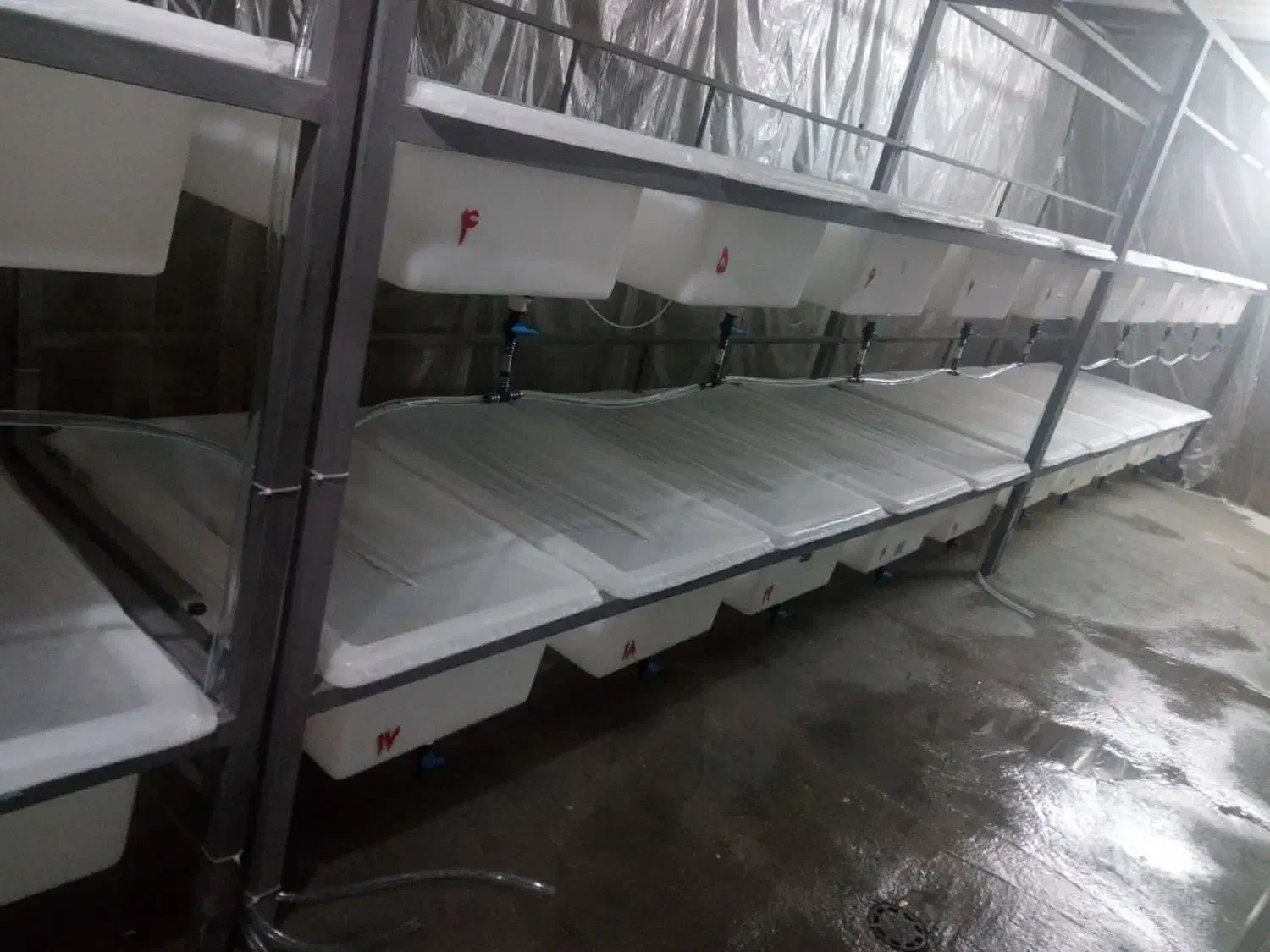 زالو/ طبی /ارایشی /درمانی|آرایشی، بهداشتی، درمانی|برخوار, |دیوار