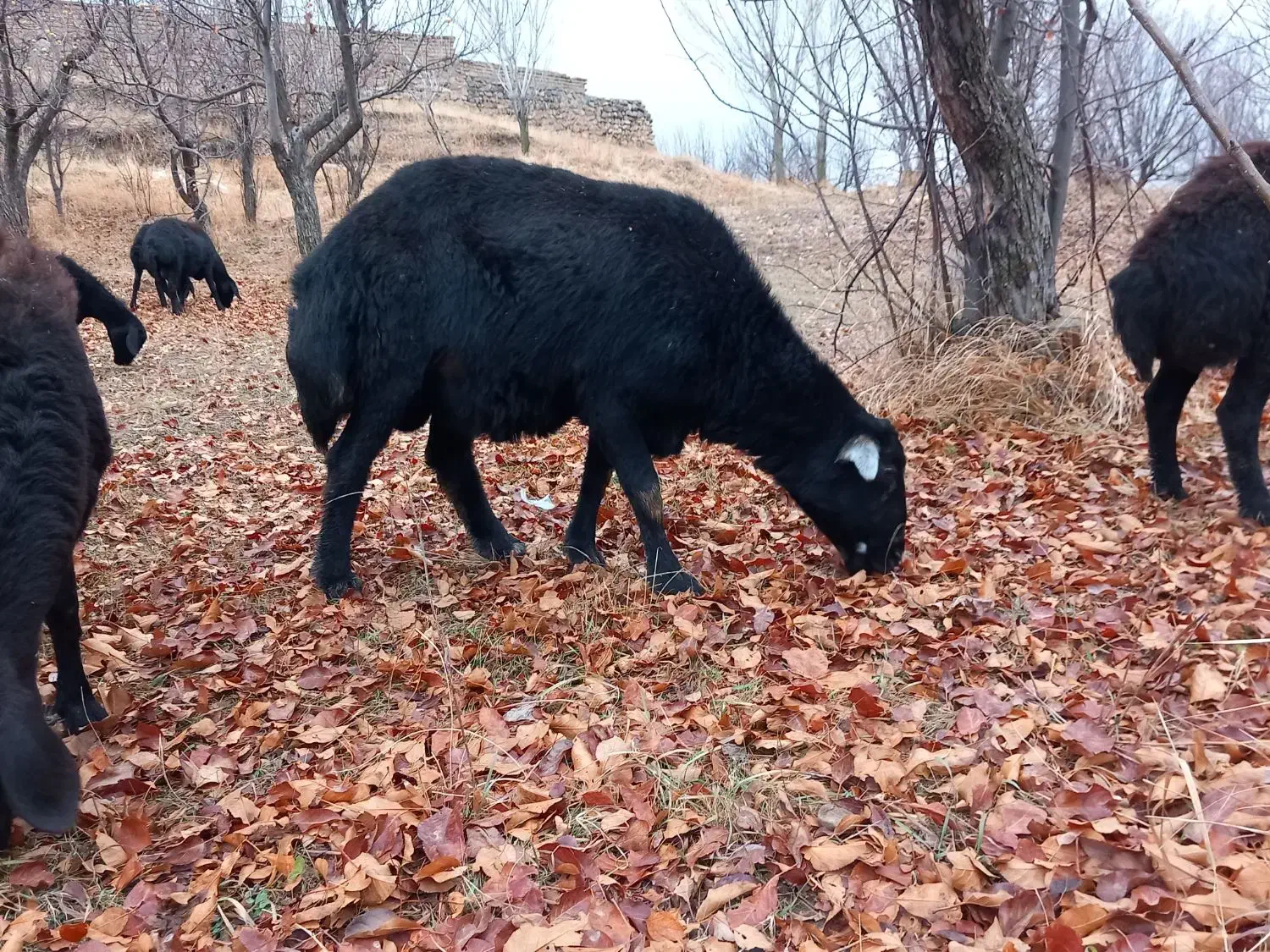 قوچ قره قزل چال|حیوانات مزرعه|ایجرود, |دیوار