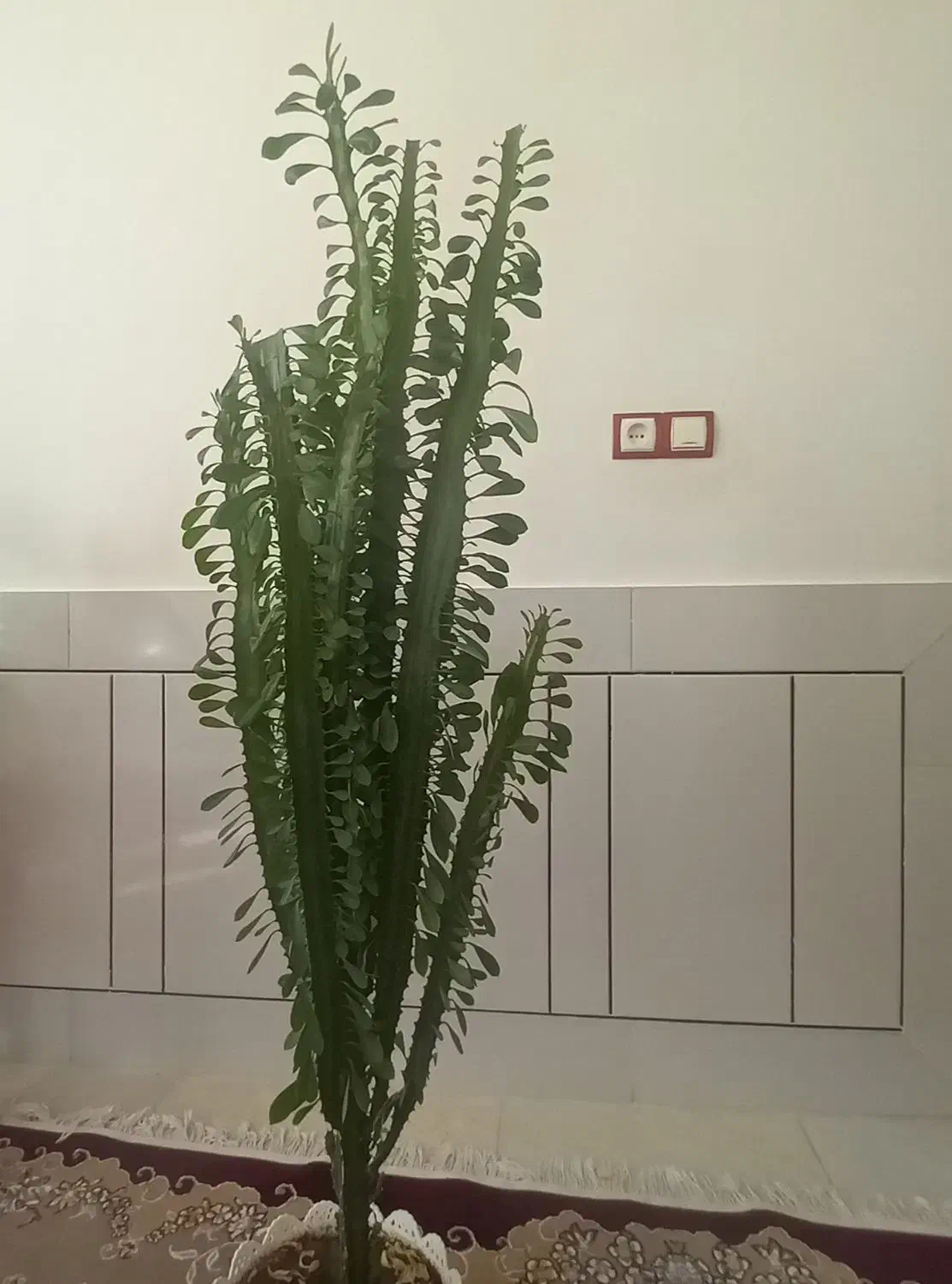 گل کاکتوس وگل دیفنباخیاهرعدد۷۵۰هزارتومان|گل و گیاه طبیعی|لردگان, |دیوار