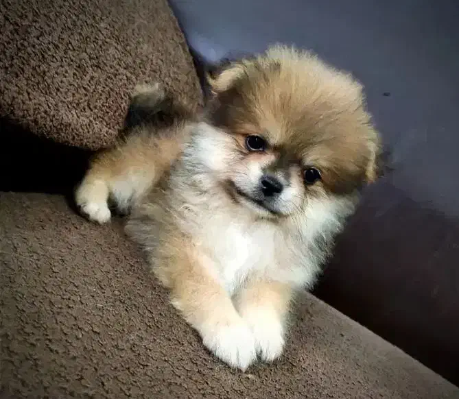 واگذاری سگ پامرانین خرسی خالص|سگ|مشهد, جاهد شهر|دیوار