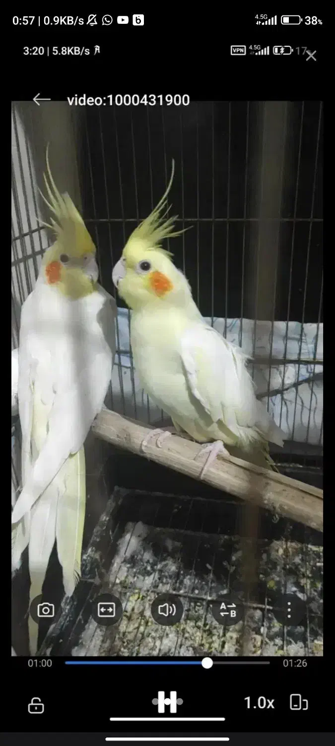 عروس هلندی و مرغ عشق|پرنده|آبادان, |دیوار