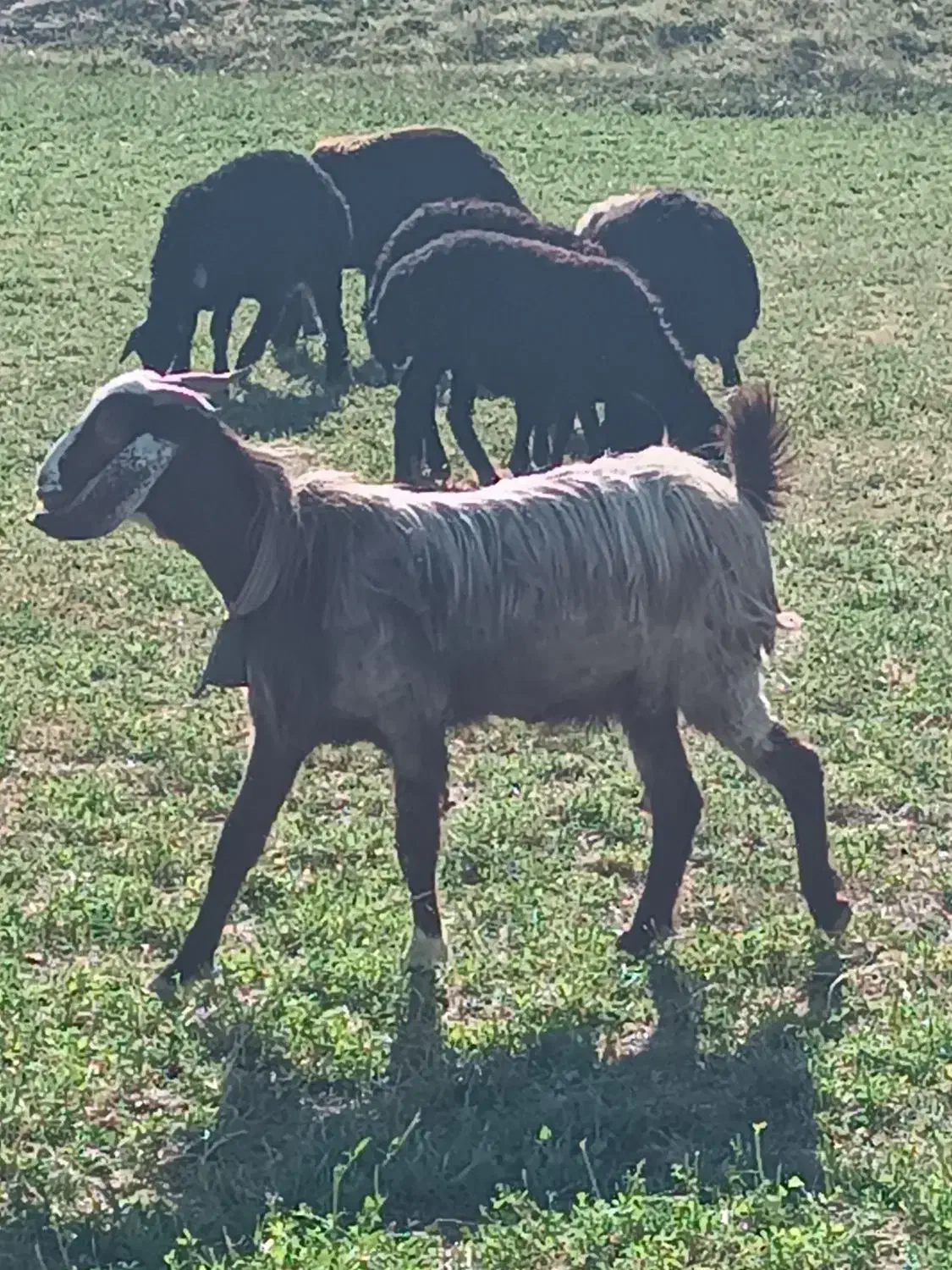 فروش بز و بزغاله|حیوانات مزرعه|بوکان, |دیوار