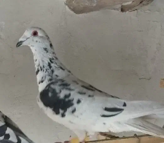 پلاکی نر|پرنده|آران و بیدگل, |دیوار