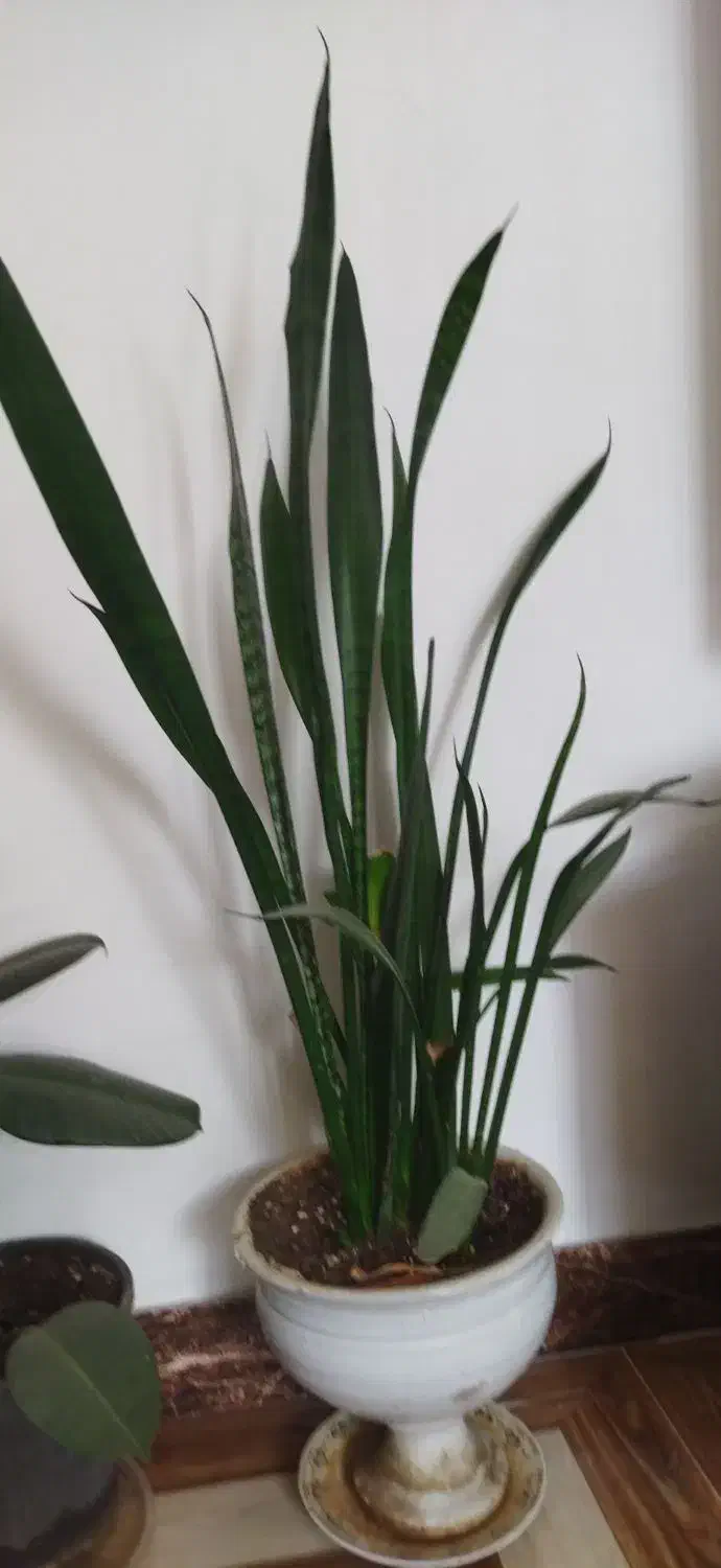 گل زیبا|کلکسیون و سرگرمی|شاهرود, |دیوار