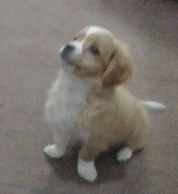 توله سگ اشپیتز. سگ آپارتمانی|سگ|آبادان, |دیوار