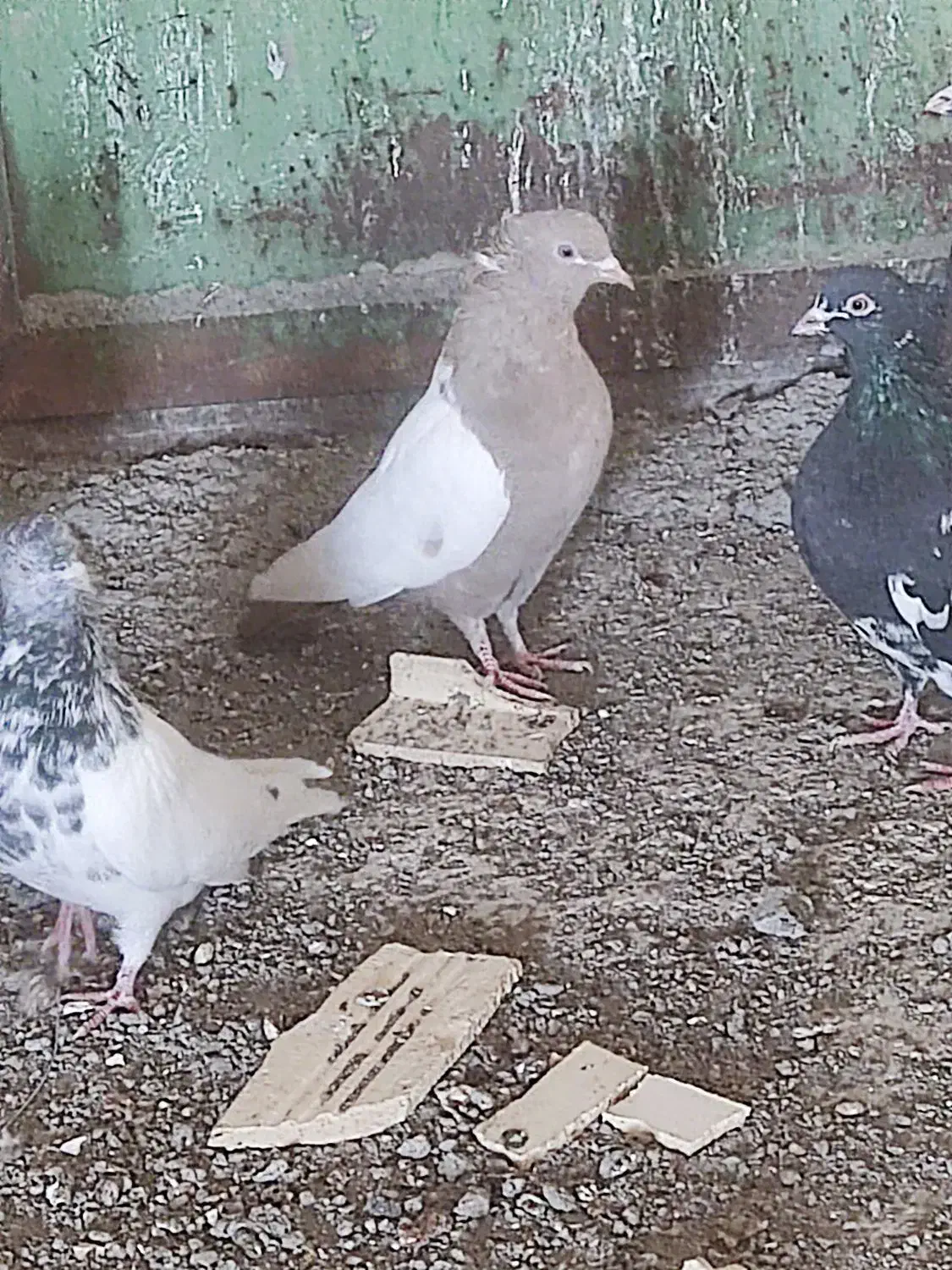 سلام تعدای کبوتر|پرنده|رفسنجان, |دیوار