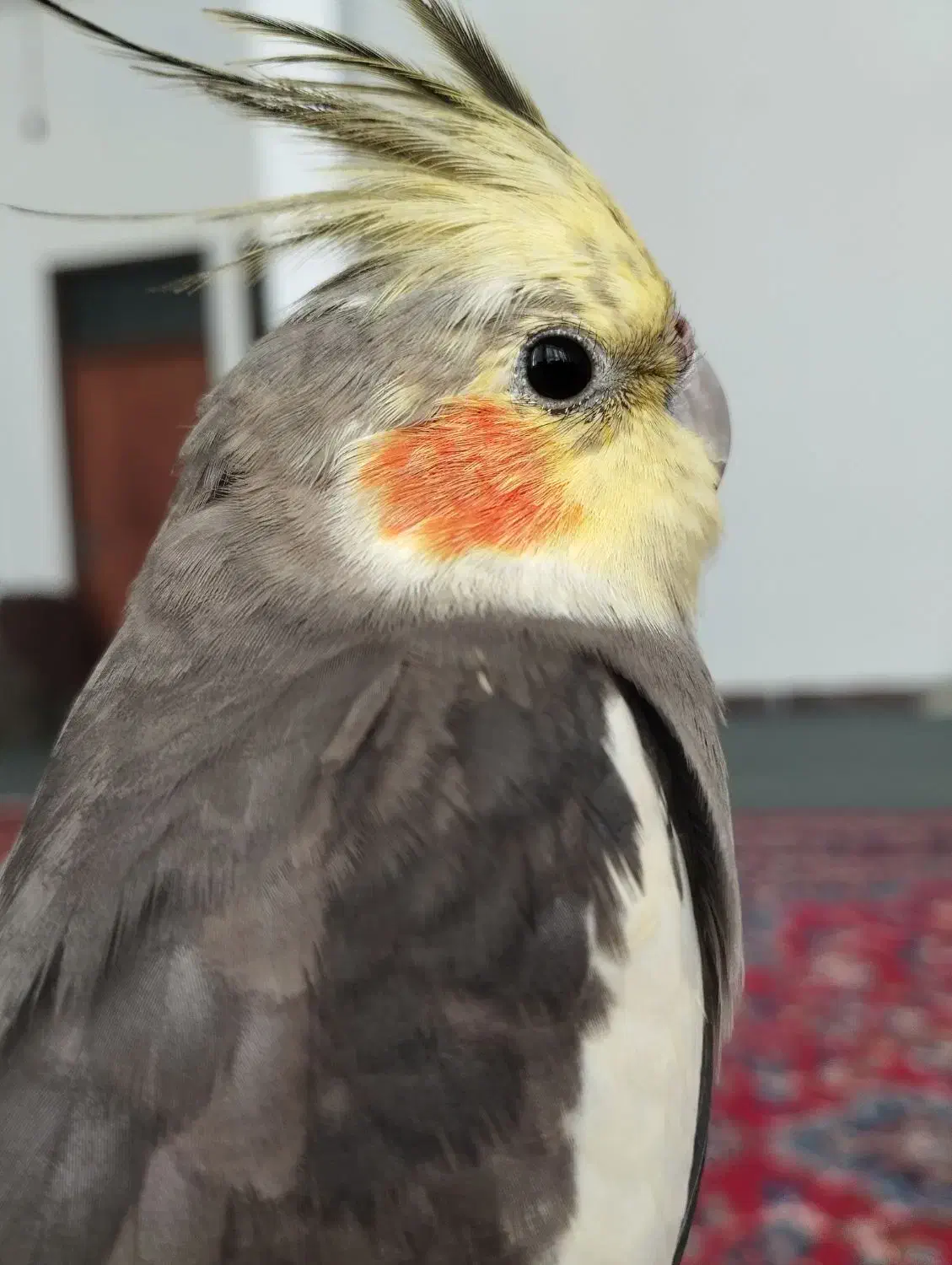 عروس هلندی|پرنده|عجب شیر, |دیوار