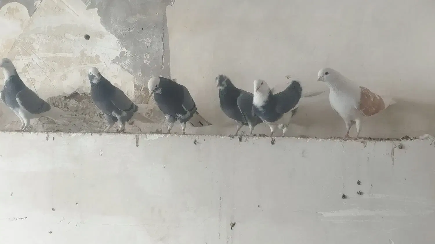 کبوتر|پرنده|فولادشهر, A1|دیوار