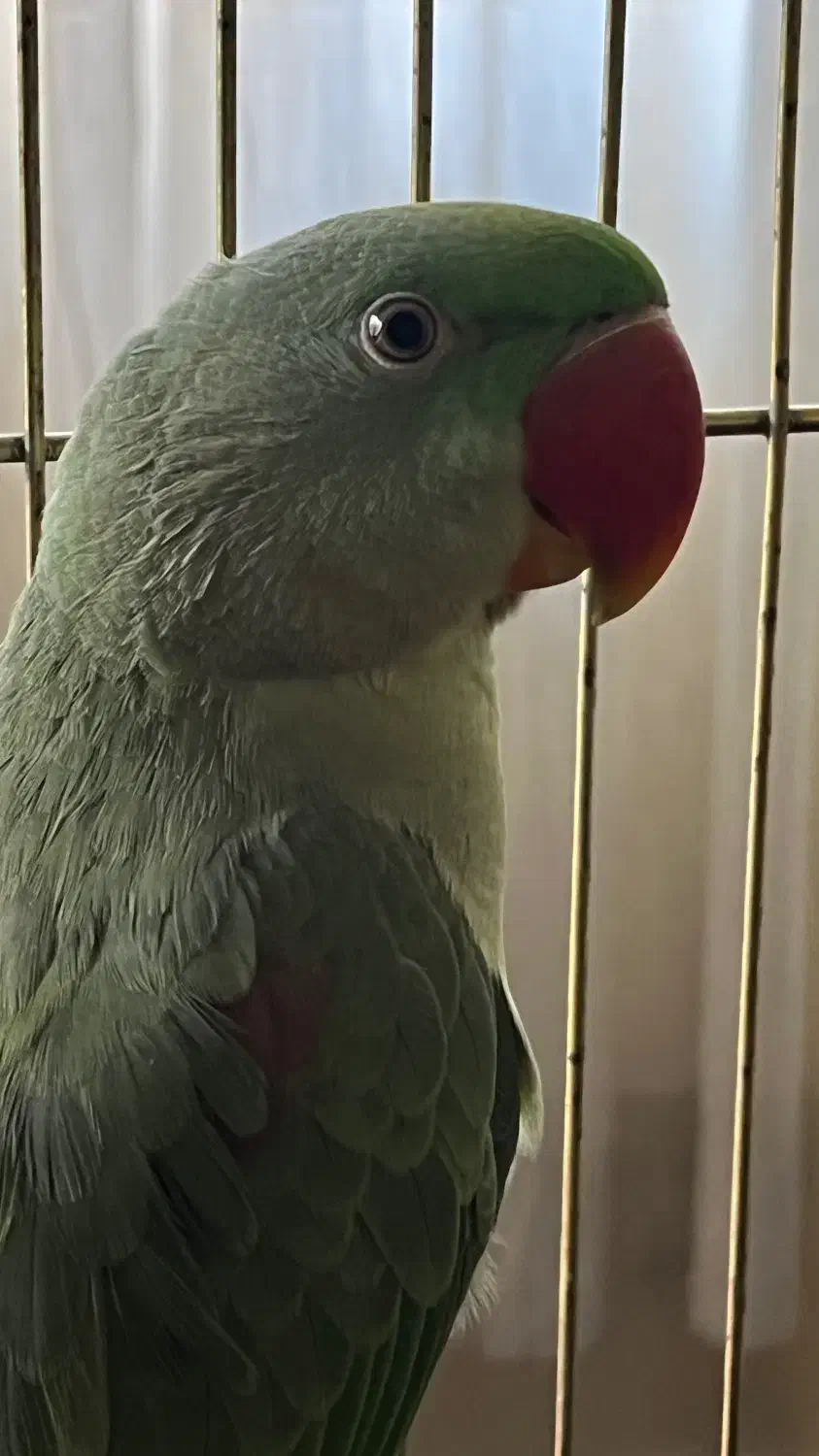 طوطی|پرنده|لواسان, |دیوار