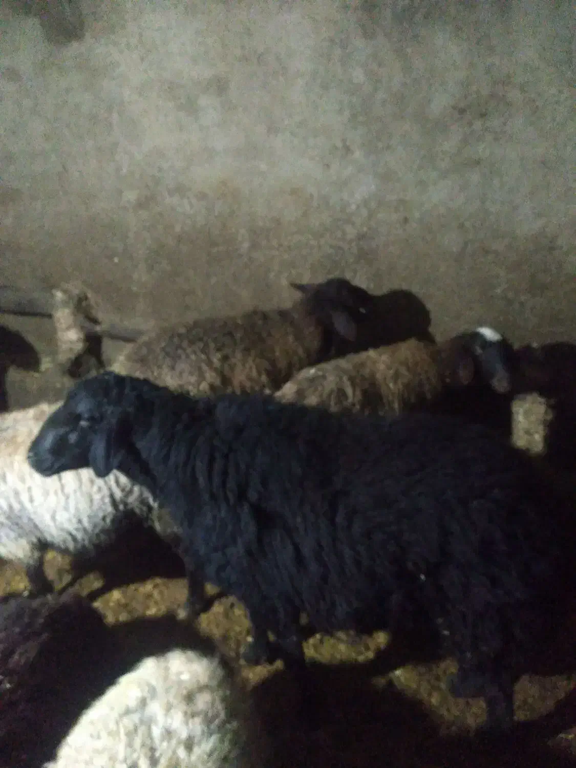 قوچ هترو|حیوانات مزرعه|باغ حلی, |دیوار