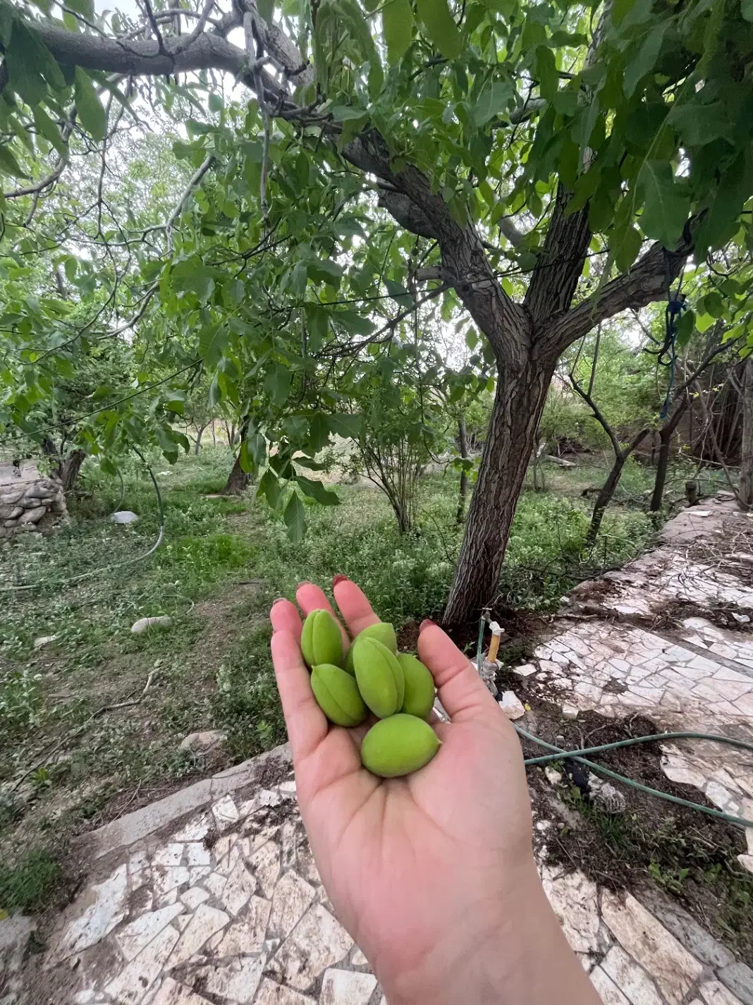 ۷۵۰متر خانه باغ جمیل آباد|فروش خانه و ویلا|بافت, |دیوار