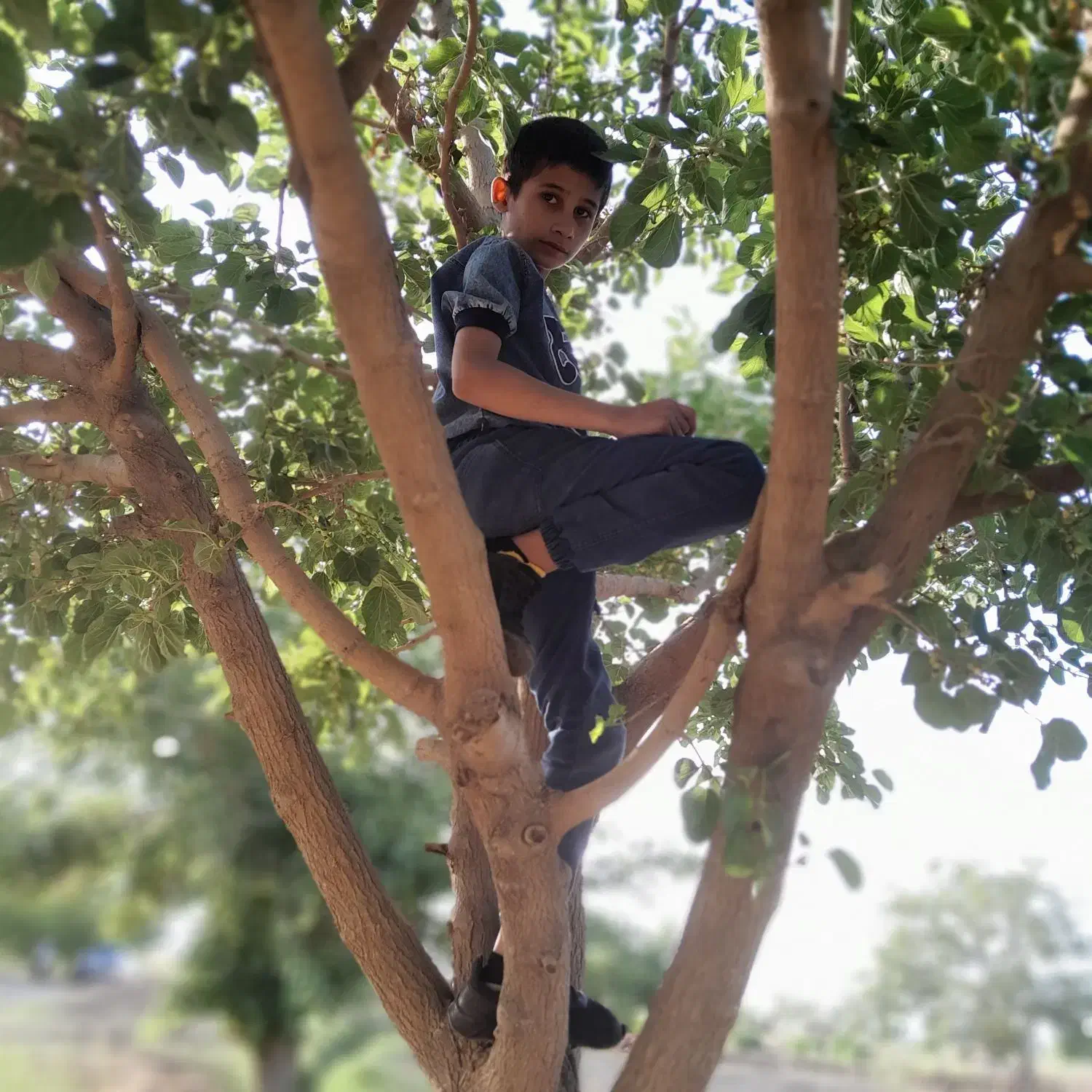 هرس برش سربرداری وقطع درختان باغی ومنزل|خدمات باغبانی و درختکاری|تربت جام, اسماعیل آباد|دیوار