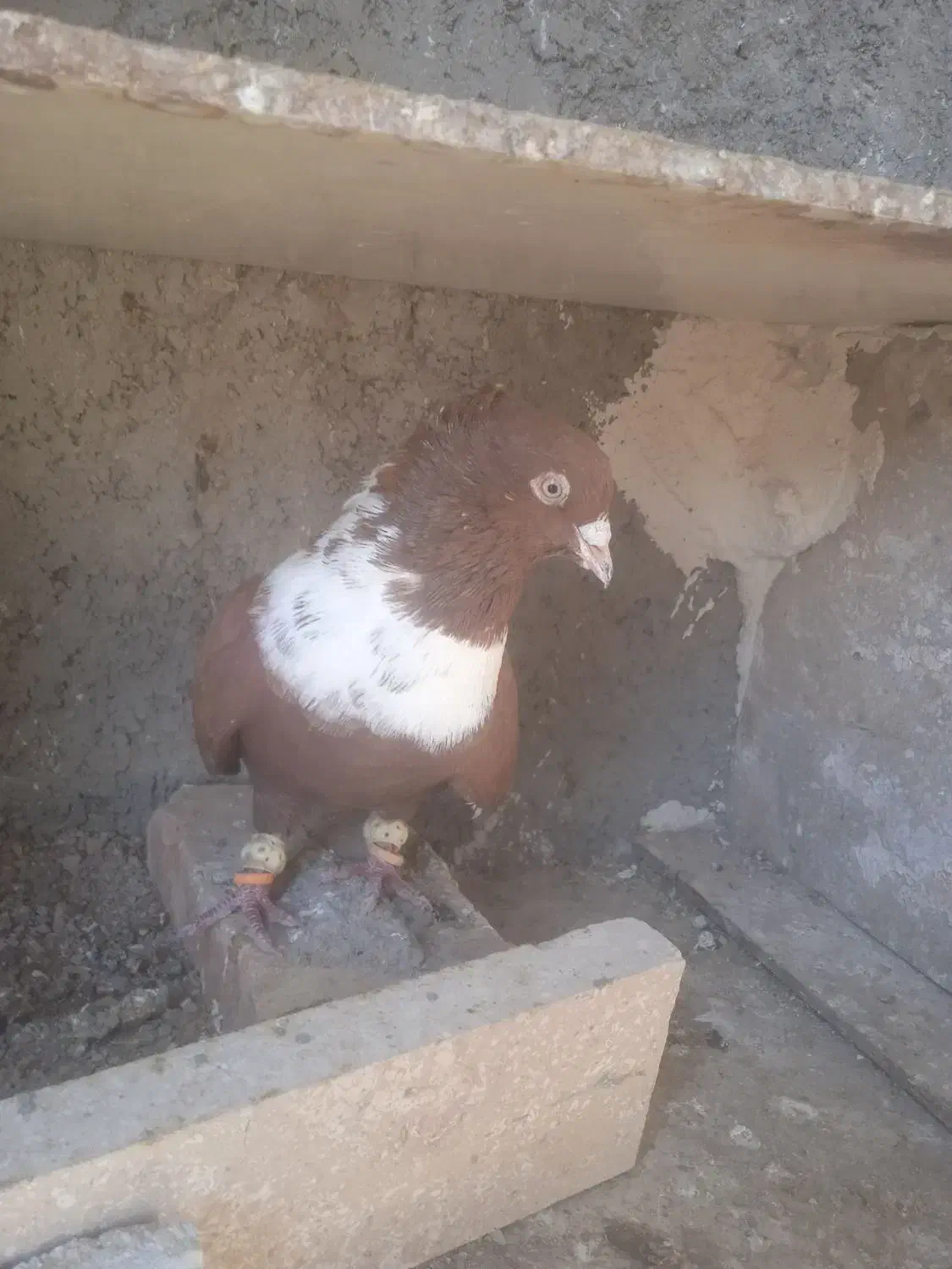 گلو سفید|پرنده|اقبالیه, |دیوار