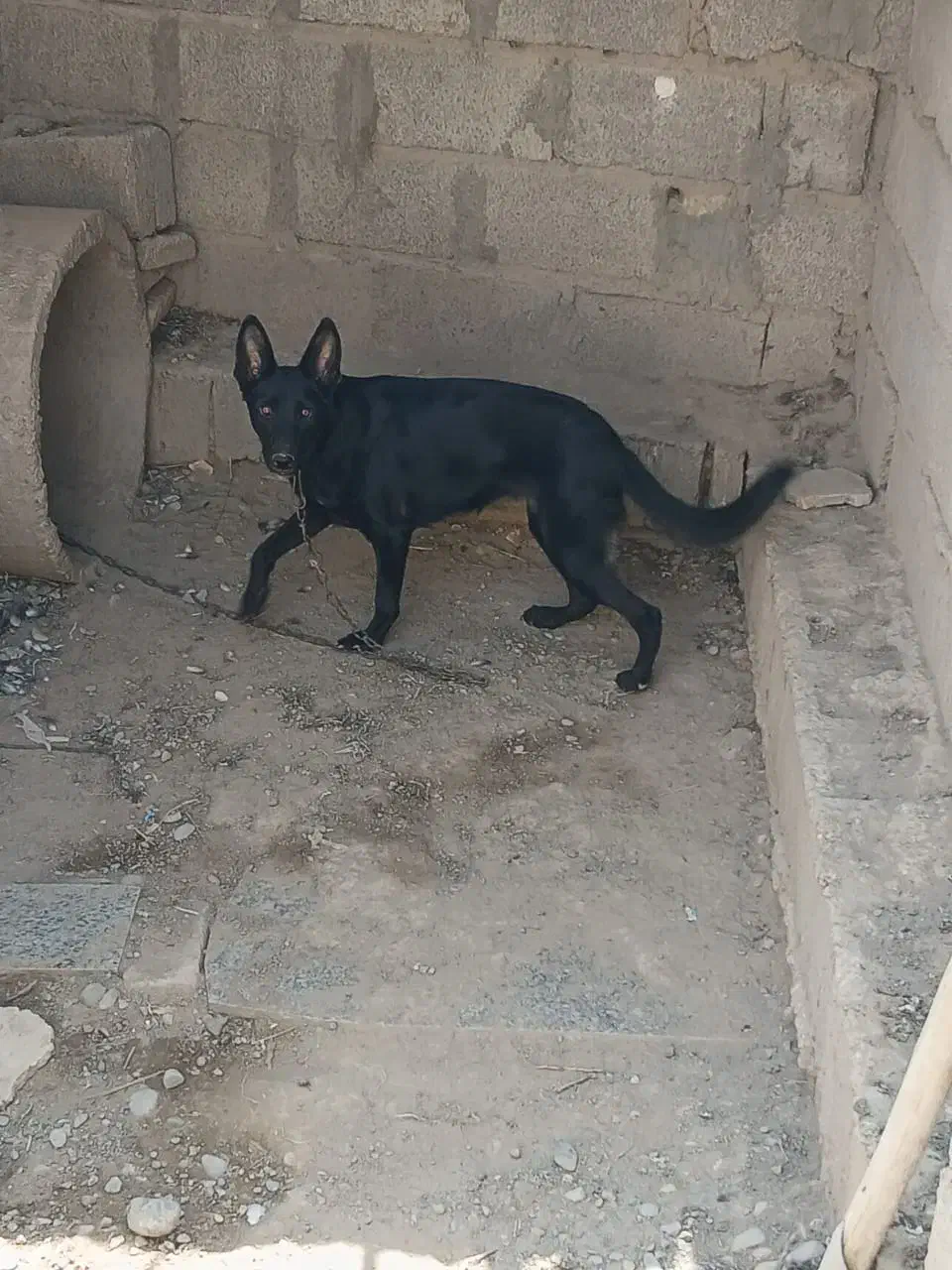 سگ مالنیوز ماده|سگ|جیرفت, |دیوار