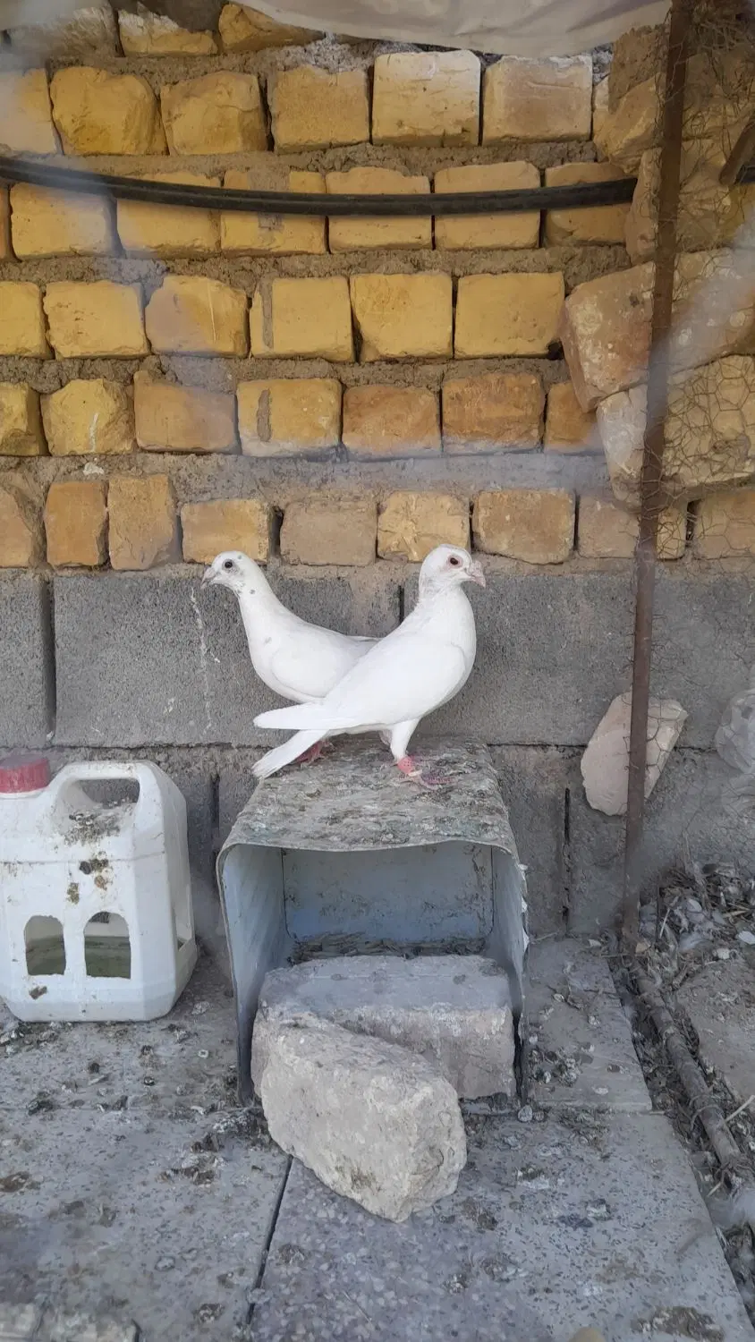 کبوتر|پرنده|سیدان, |دیوار