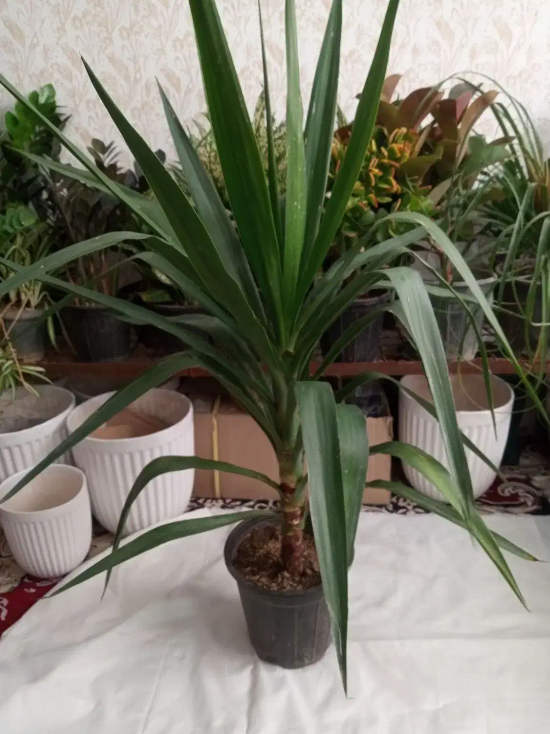 گل طبیعی|گل و گیاه طبیعی|مشهد, مهدی آباد|دیوار