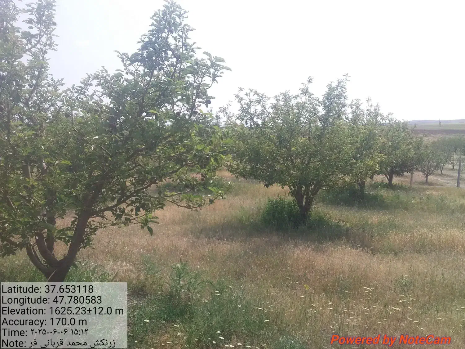 هرس کاری وطراحی فضای سبز|خدمات باغبانی و درختکاری|تبریز, |دیوار