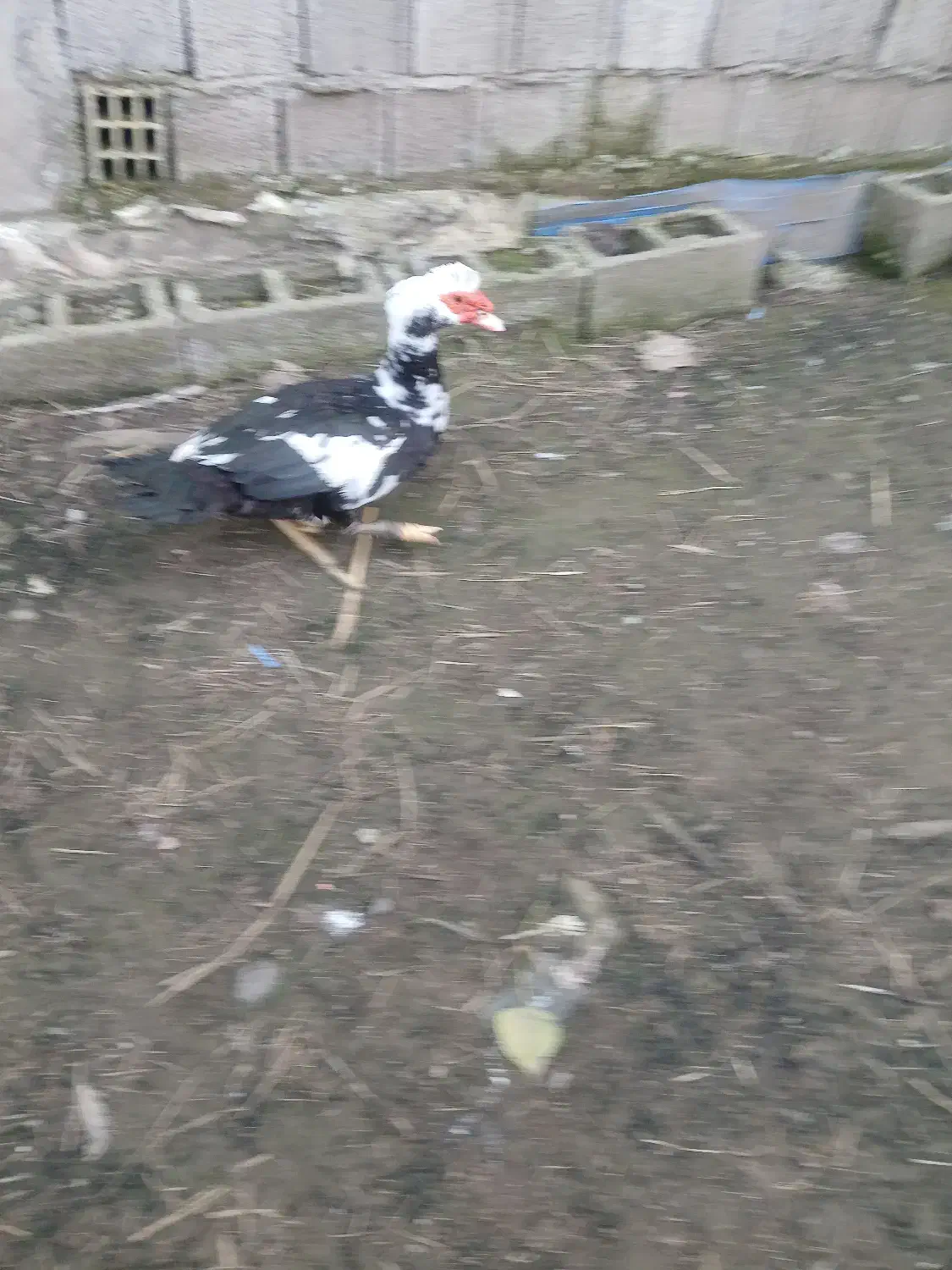 بوقلمون و اردک اسرائیلی نر|حیوانات مزرعه|رشت, حومه رشت|دیوار