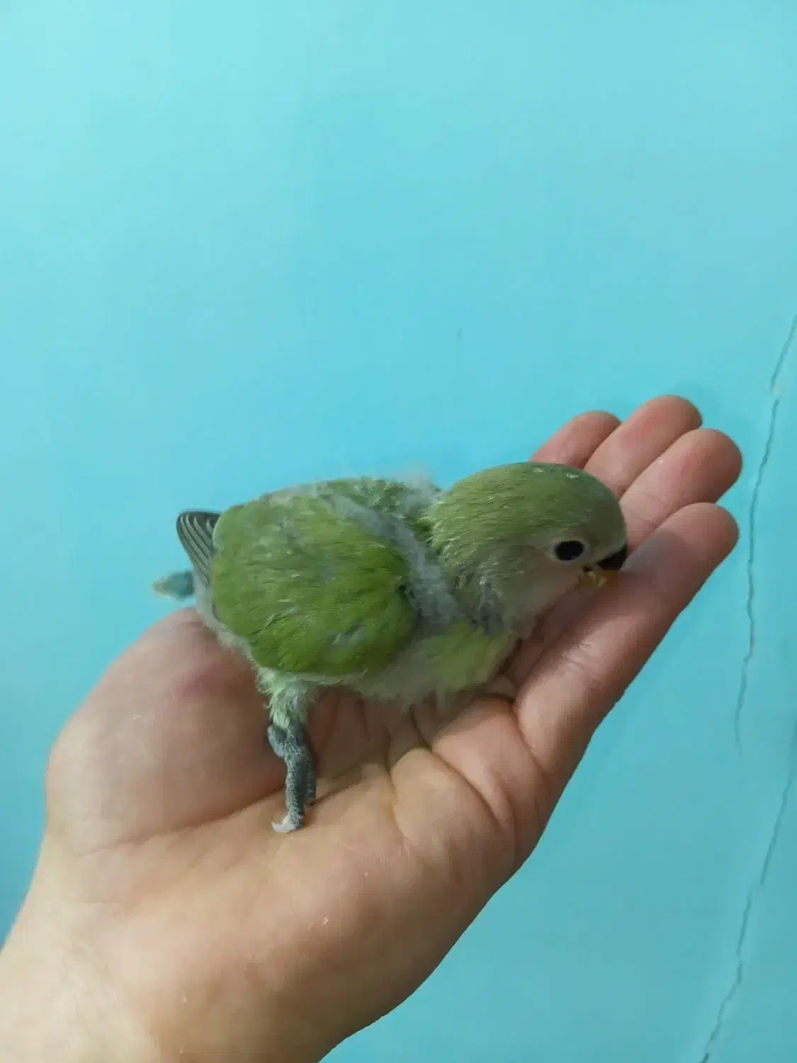 جوجه طوطی برزیلی|پرنده|ری, دیلمان|دیوار