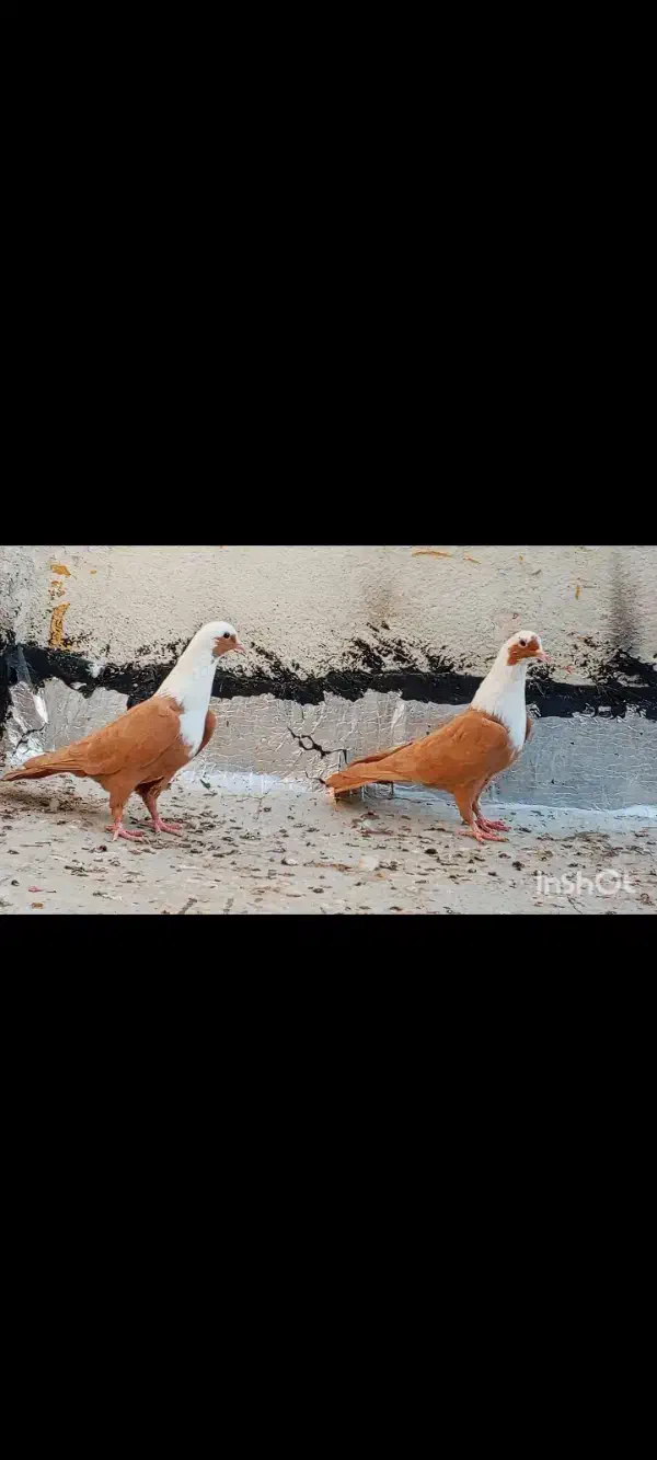 دو عدد ماده مخمل زرد عتیقه بدون عیب|پرنده|شیراز, ارم|دیوار