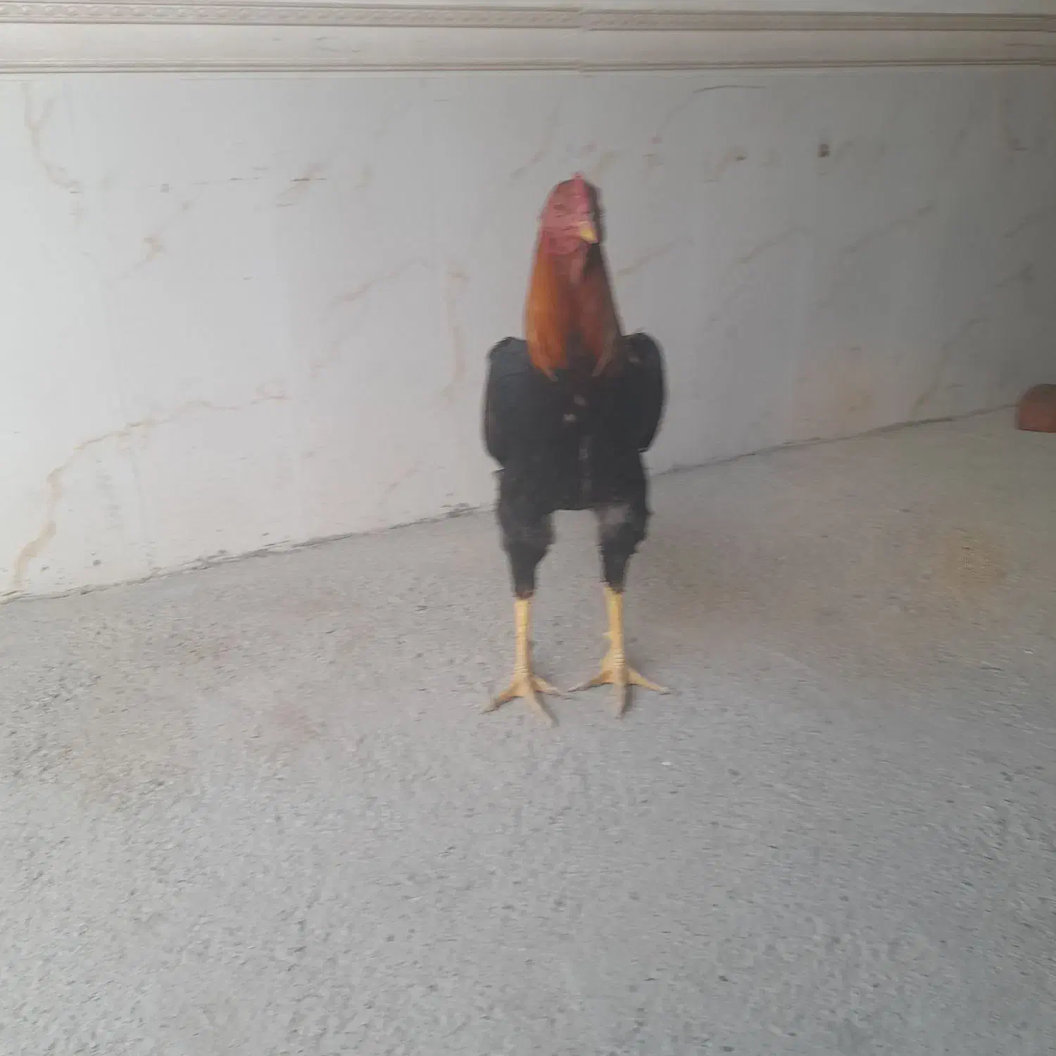 خروس لاری هشت ماه|حیوانات مزرعه|بوکان, |دیوار