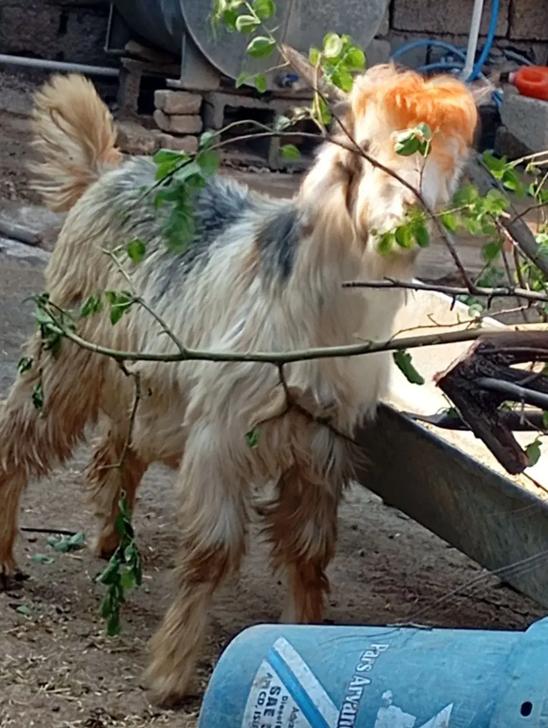 بیگ نرتخمی چاق|حیوانات مزرعه|شوشتر, |دیوار