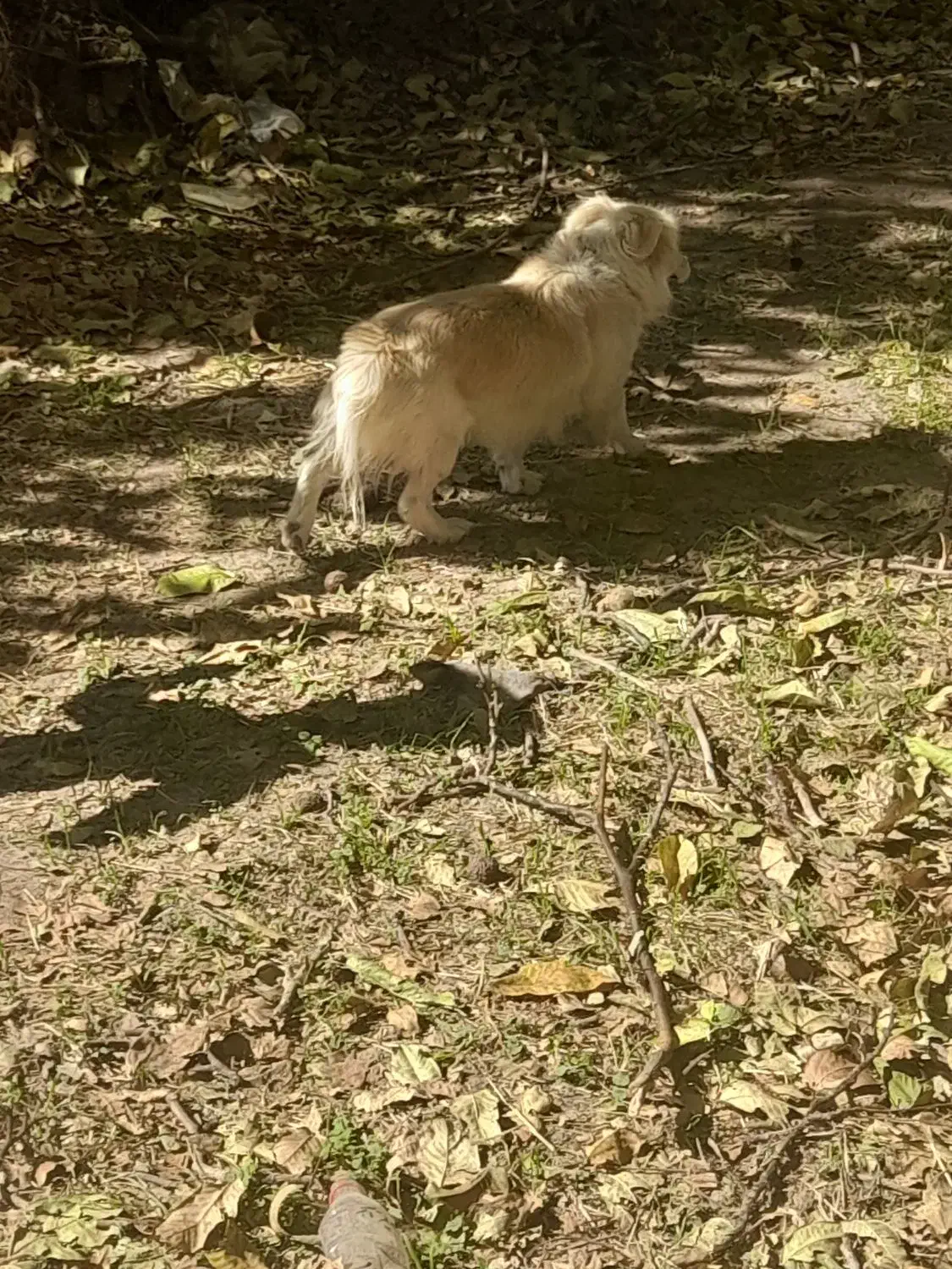 پا کوتاه نژاد دار|سگ|باروق, |دیوار