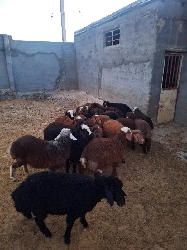 بره ماده هترو و همو|حیوانات مزرعه|شیروان (خراسان), |دیوار