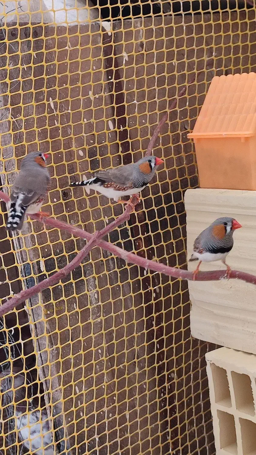 فنچ ماده اماده سالم و سرحال|پرنده|لالجین, |دیوار