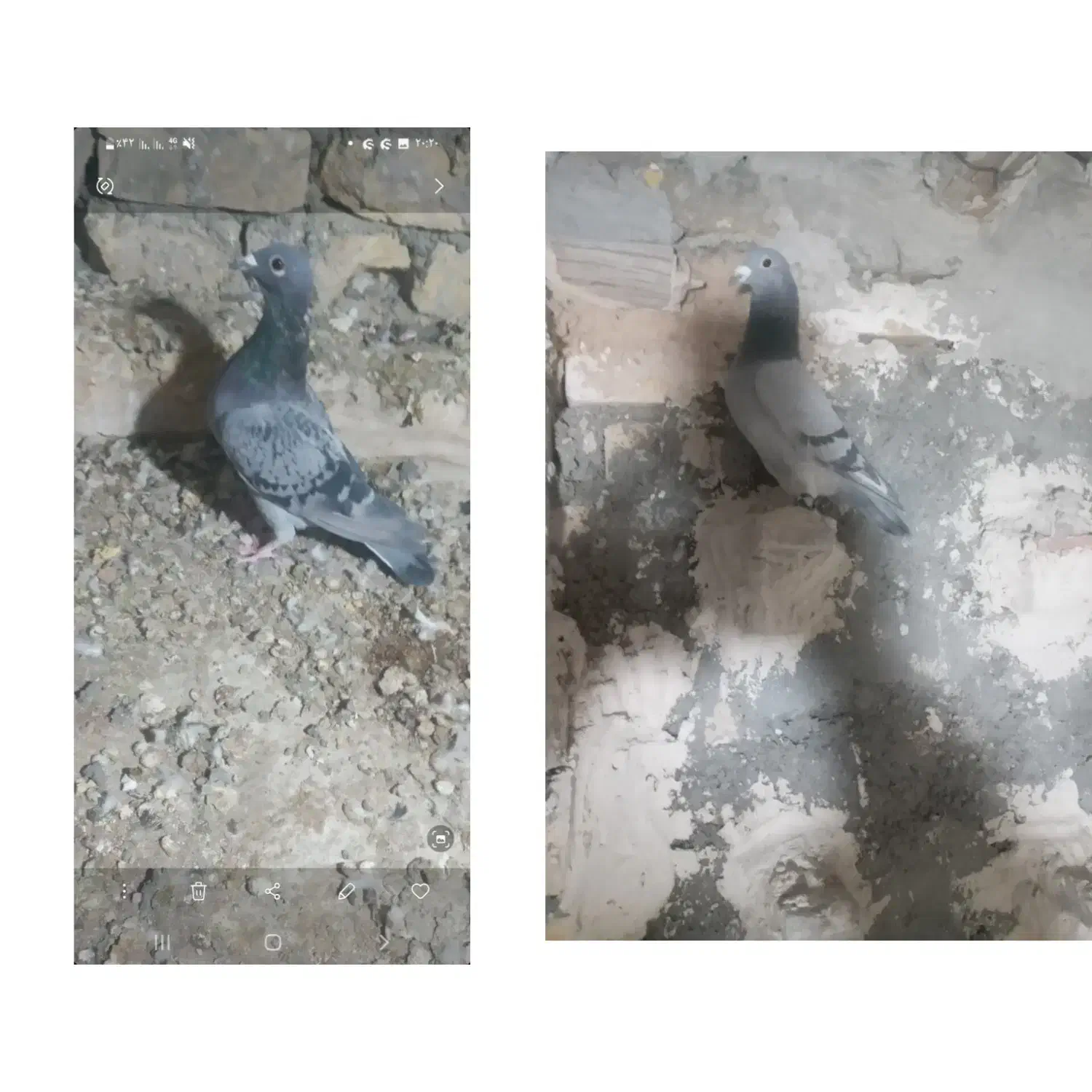 دو جفت آلمانی برای جوجه کشی|پرنده|چناران, |دیوار