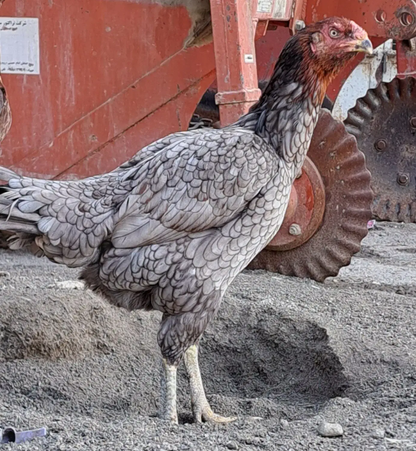 مرغ لاری|حیوانات مزرعه|سرخنکلاته, |دیوار