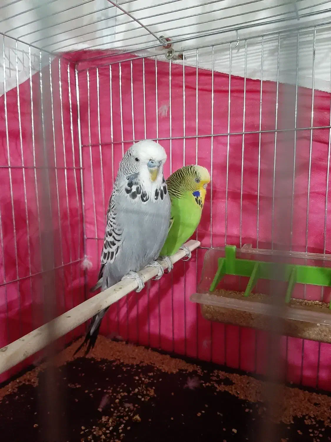 مرغ عشق انگلیسی گریدA|پرنده|شهرکرد, |دیوار