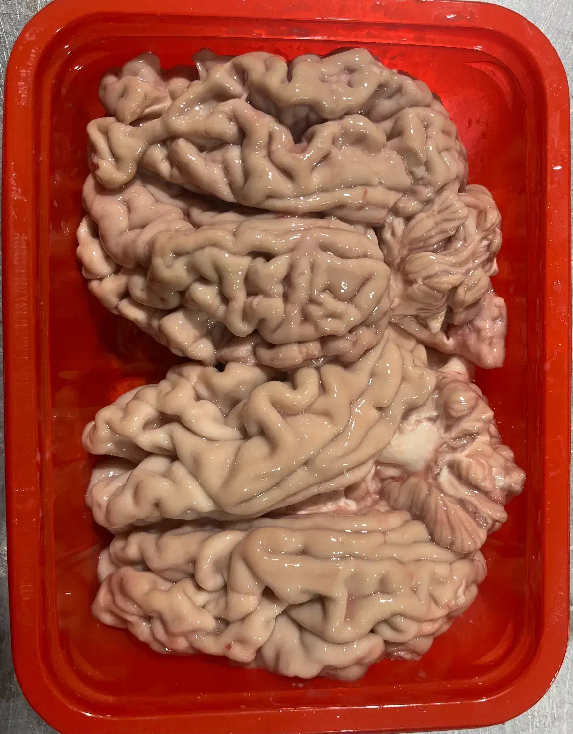 مغز گوساله پاک شده|خوردنی و آشامیدنی|اصفهان, سرشبادران|دیوار