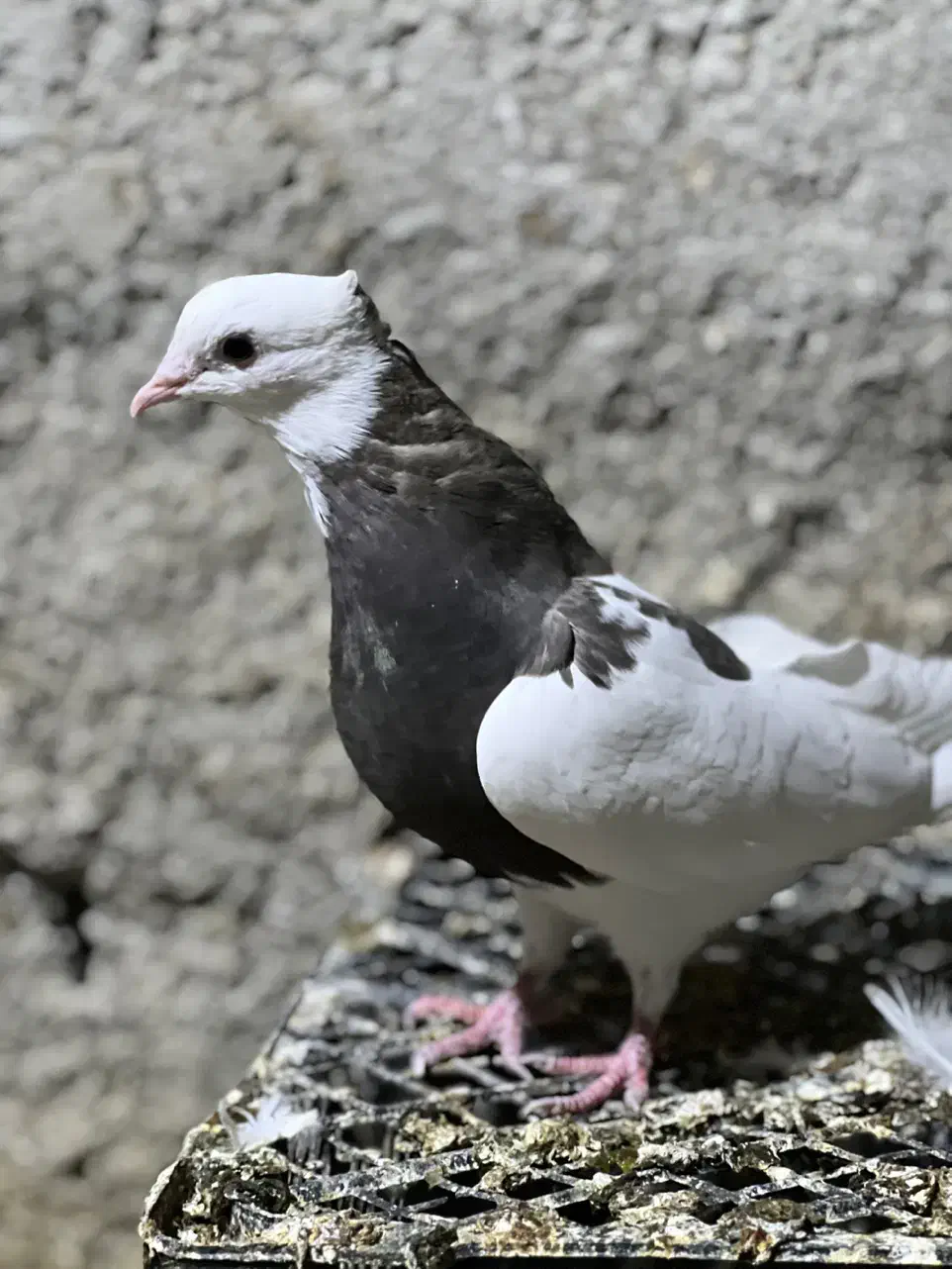 کبوترطوقی|پرنده|چابهار, |دیوار