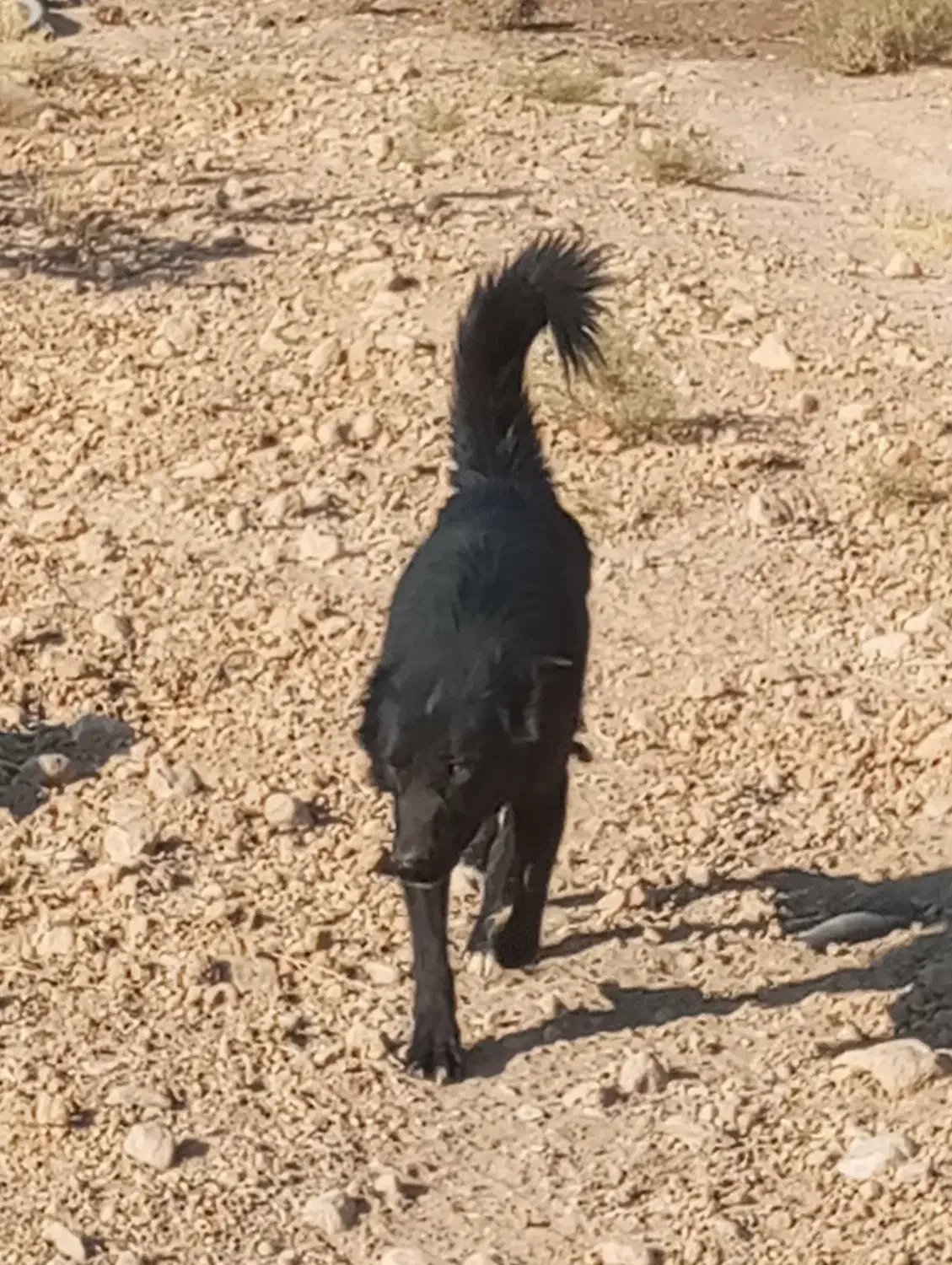 فروش سگ|سگ|سروستان, |دیوار