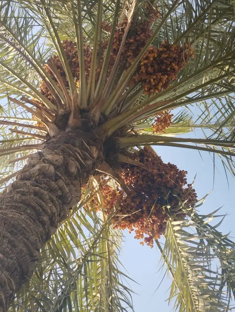 خرمای زاهدی درجه یک|خوردنی و آشامیدنی|قصرشیرین, |دیوار